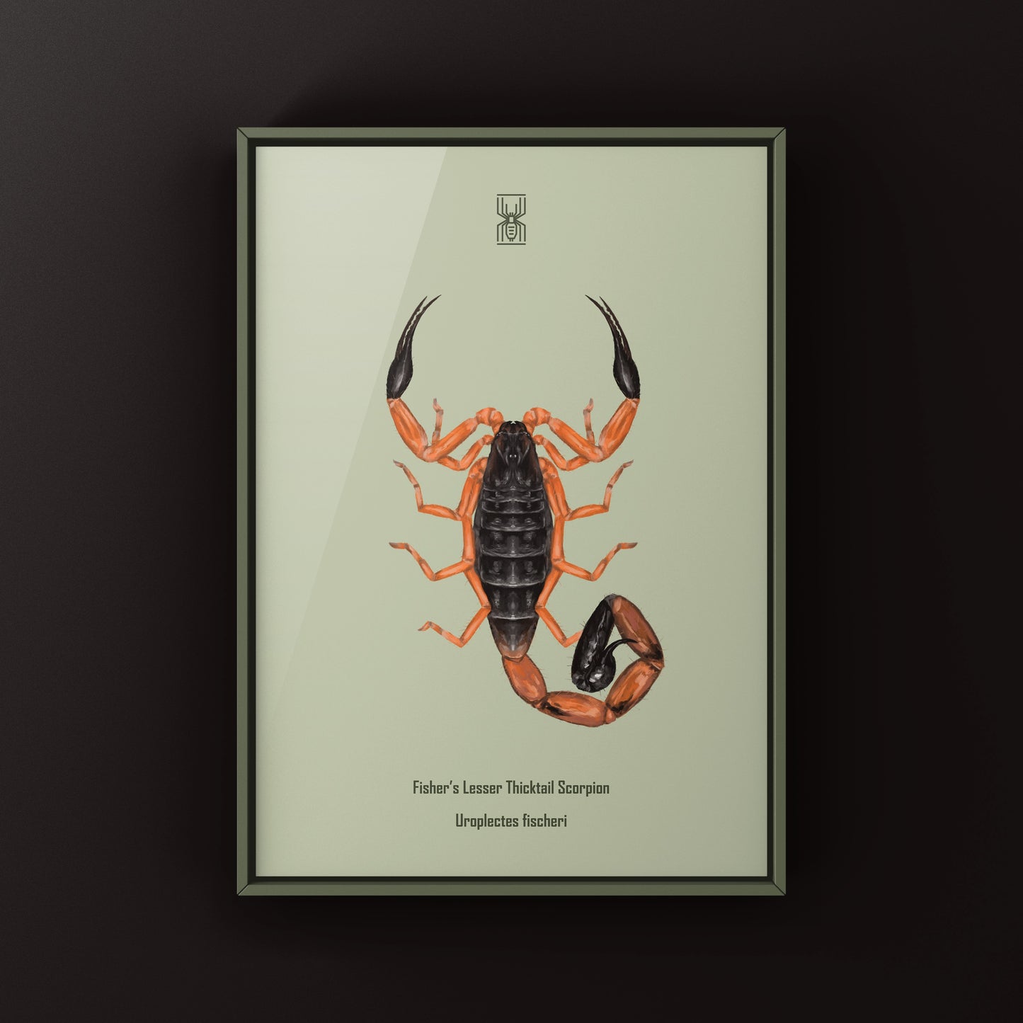 Photographic art print of Fischer's Lesser Thicktail Scorpion (Uroplectes fischeri) showcasing detailed, natural scorpion imagery.