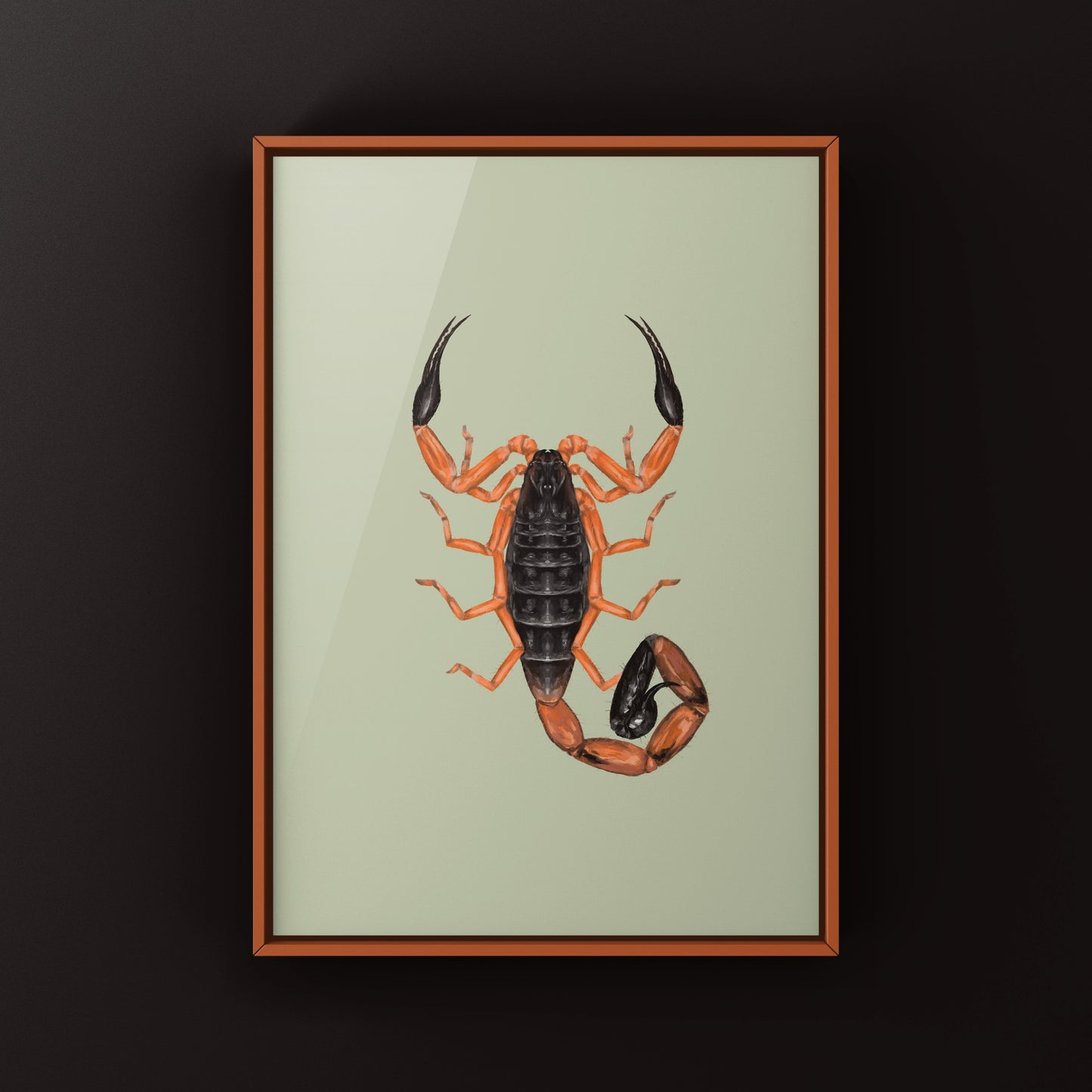 Photographic art print of Fischer's Lesser Thicktail Scorpion (Uroplectes fischeri) showcasing detailed close-up of the arachnid.
