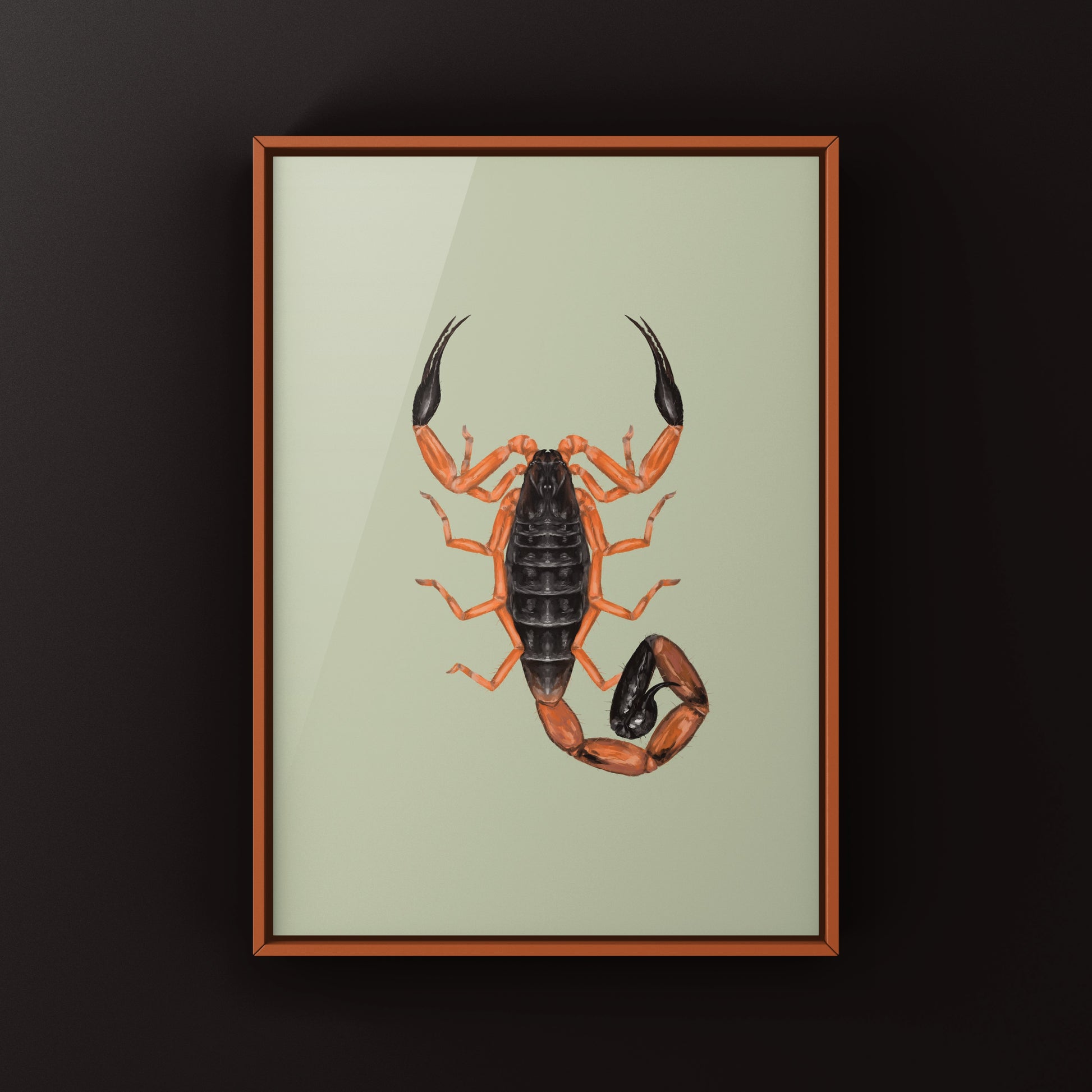 Photographic art print of Fischer's Lesser Thicktail Scorpion (Uroplectes fischeri) showcasing detailed close-up of the arachnid.