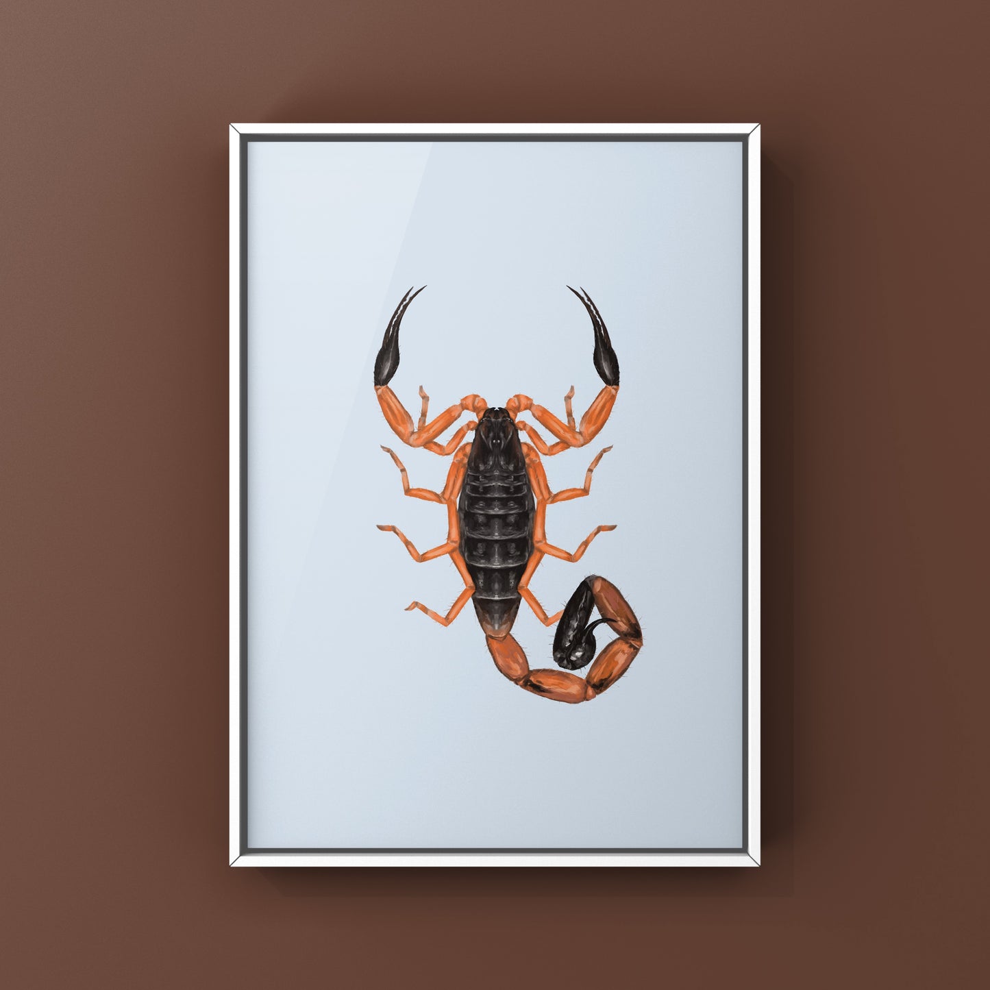 Photographic art print of Fischer's Lesser Thicktail Scorpion (Uroplectes fischeri) showcasing the detailed scorpion's body and pincers.