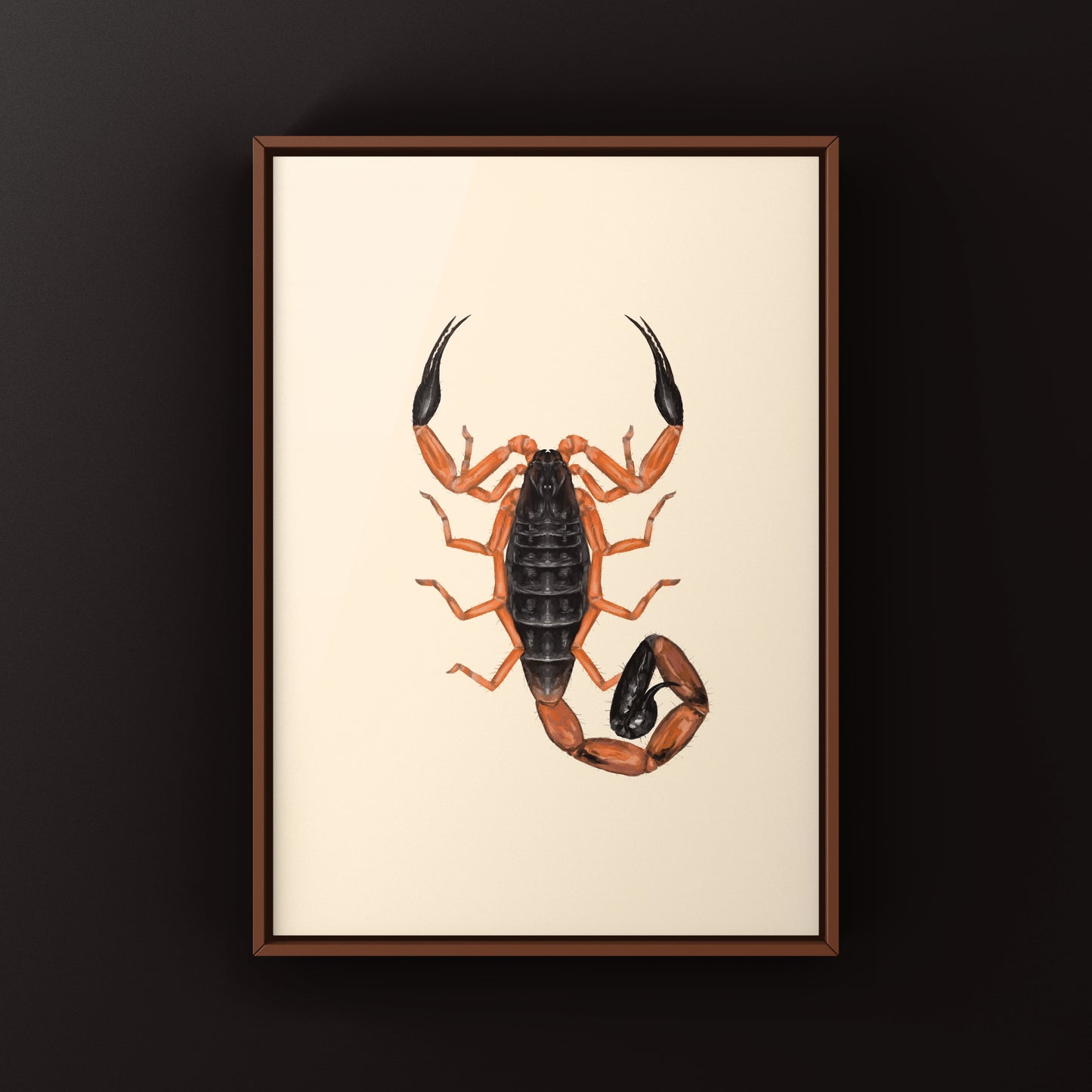 Photographic art print of Fischer's Lesser Thicktail Scorpion (Uroplectes fischeri) showcasing its detailed exoskeleton and natural posture.