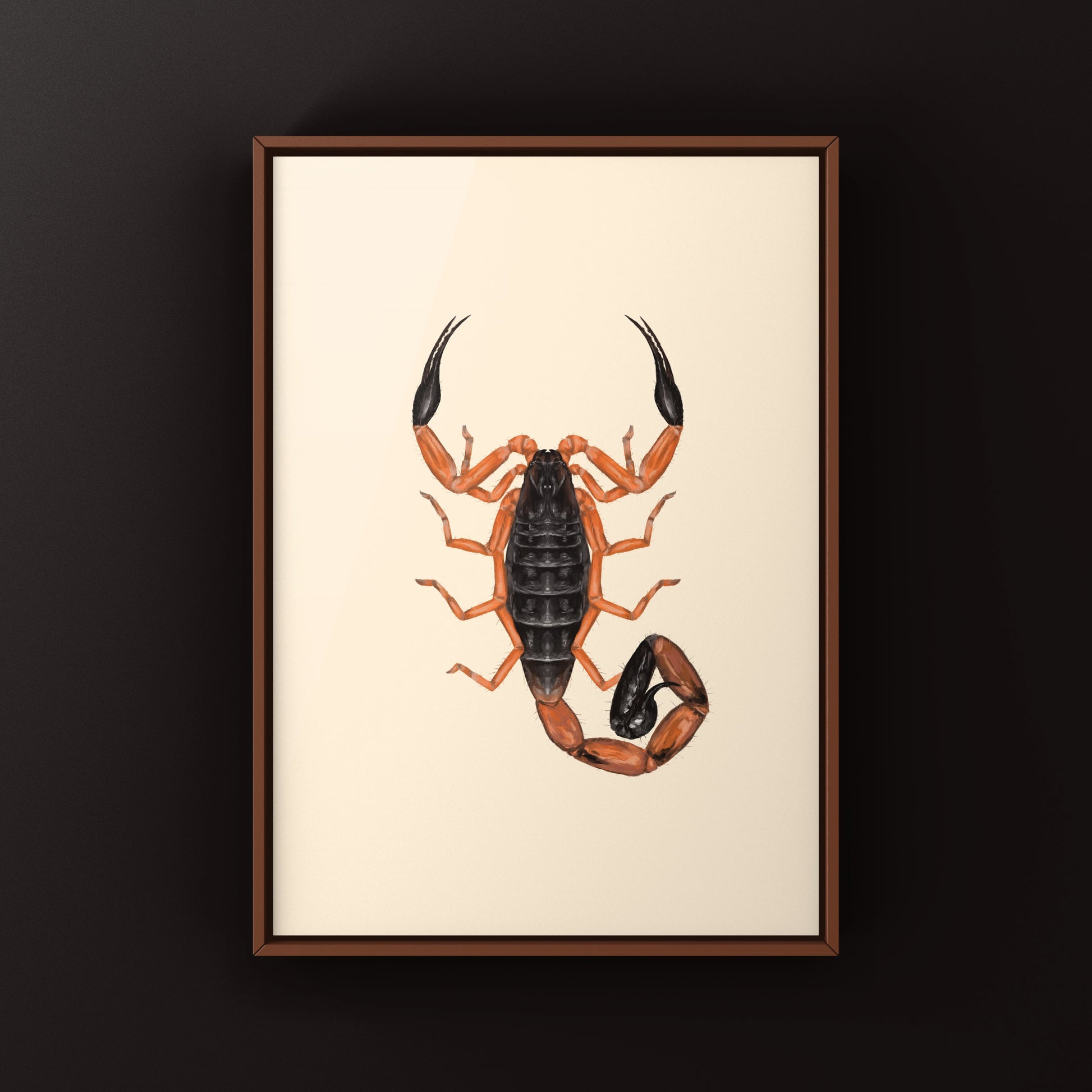 Photographic art print of Fischer's Lesser Thicktail Scorpion (Uroplectes fischeri) showcasing its detailed exoskeleton and natural posture.