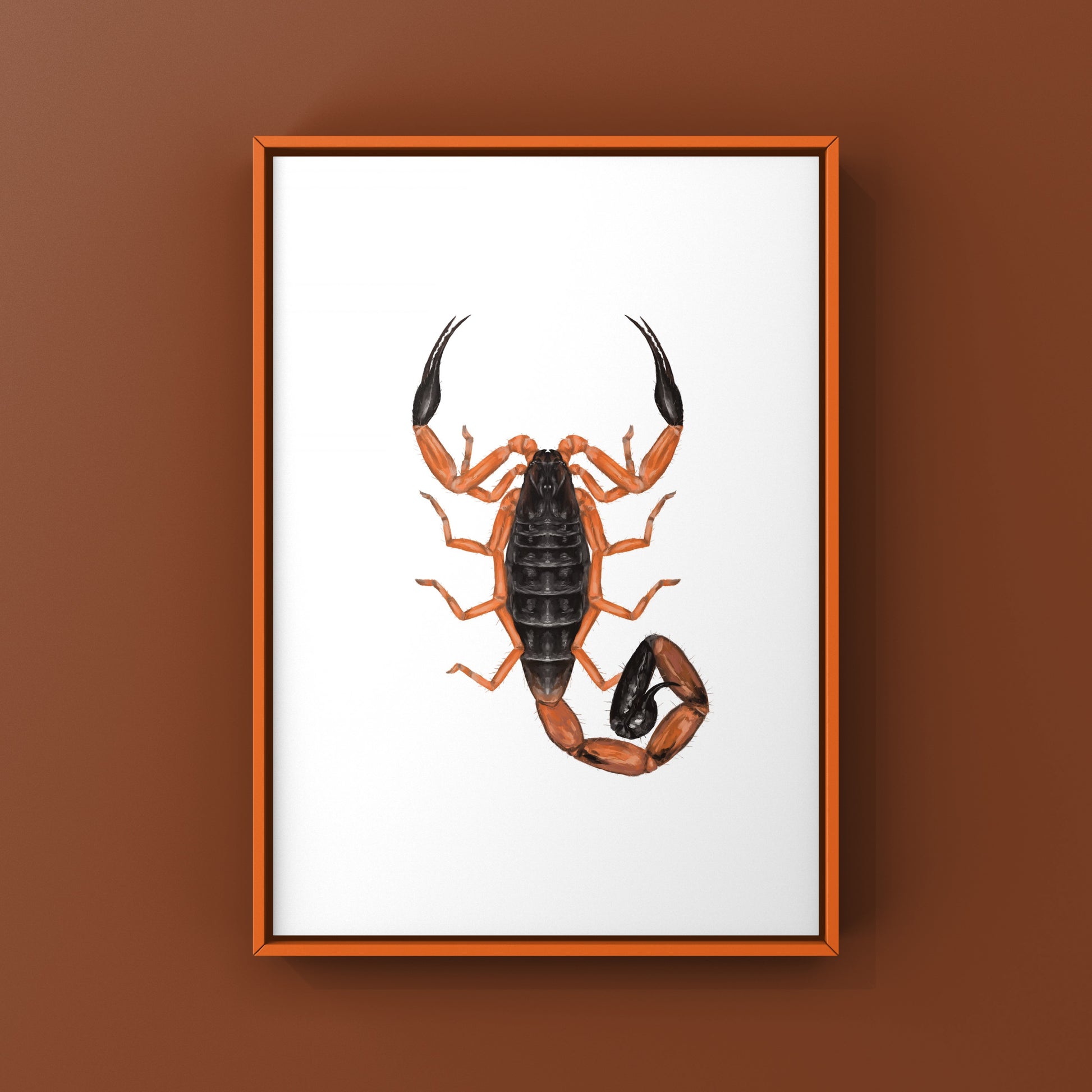 Photographic art print of Fischer's Lesser Thicktail Scorpion (Uroplectes fischeri) showcasing detailed close-up of the arachnid.