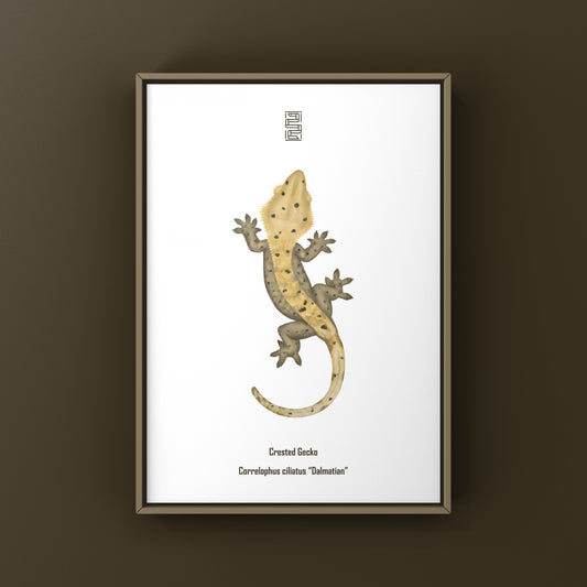 Dalmatian Crested Gecko Photographic Art Print from The Silk Ranch