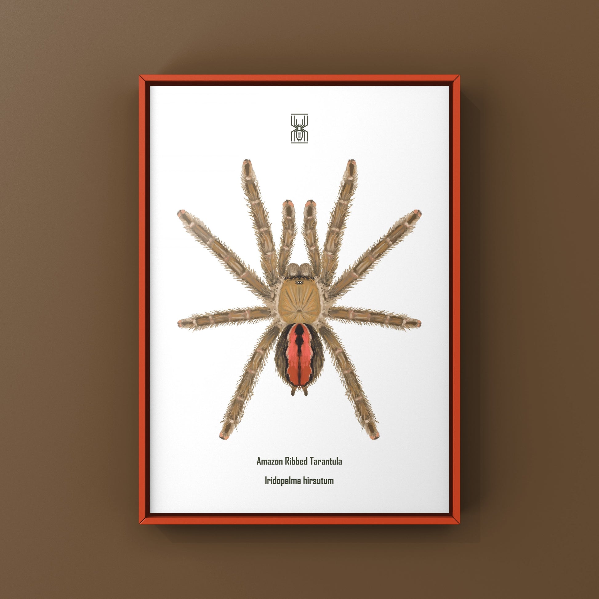 Amazon Ribbed Tarantula (Iridopelma hirsutum) Photographic Art Print from The Silk Ranch