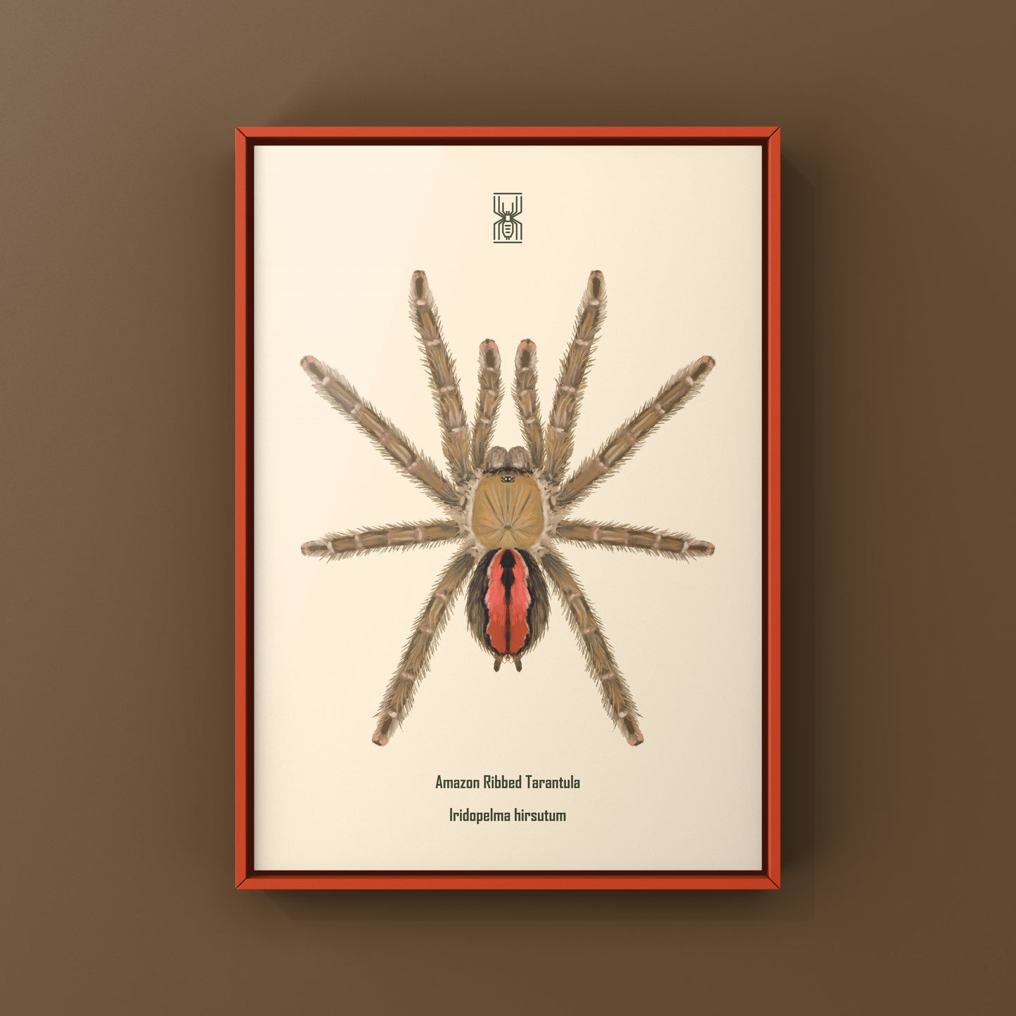 Amazon Ribbed Tarantula (Iridopelma hirsutum) Photographic Art Print from The Silk Ranch