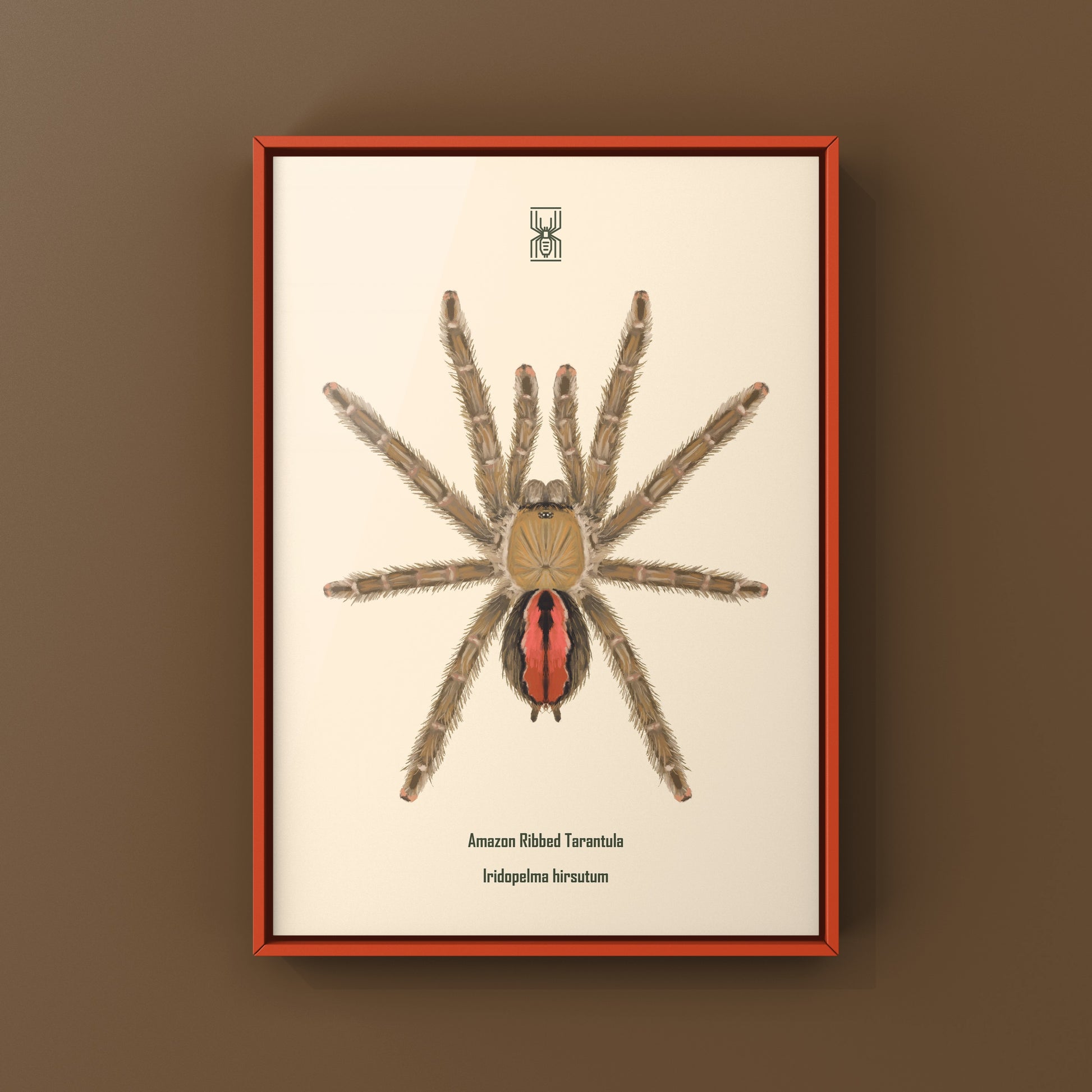 Amazon Ribbed Tarantula (Iridopelma hirsutum) Photographic Art Print from The Silk Ranch
