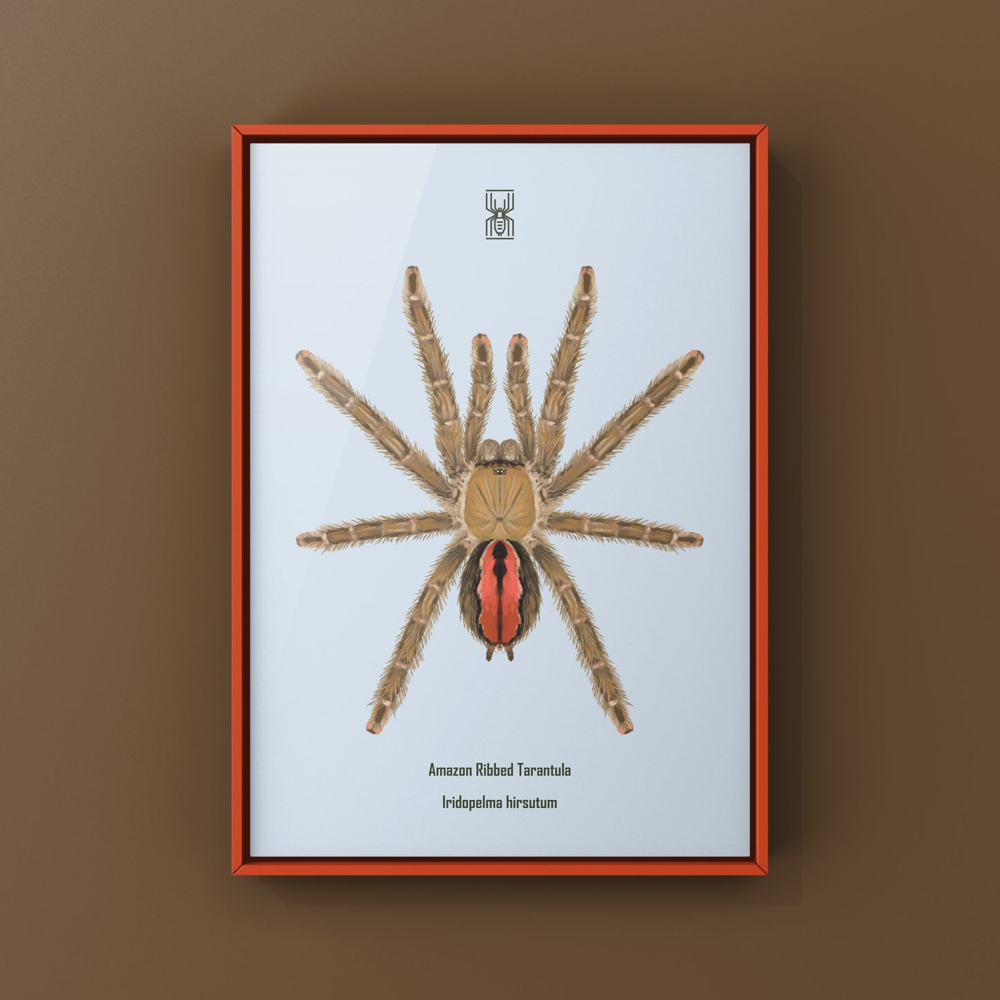Amazon Ribbed Tarantula (Iridopelma hirsutum) Photographic Art Print from The Silk Ranch