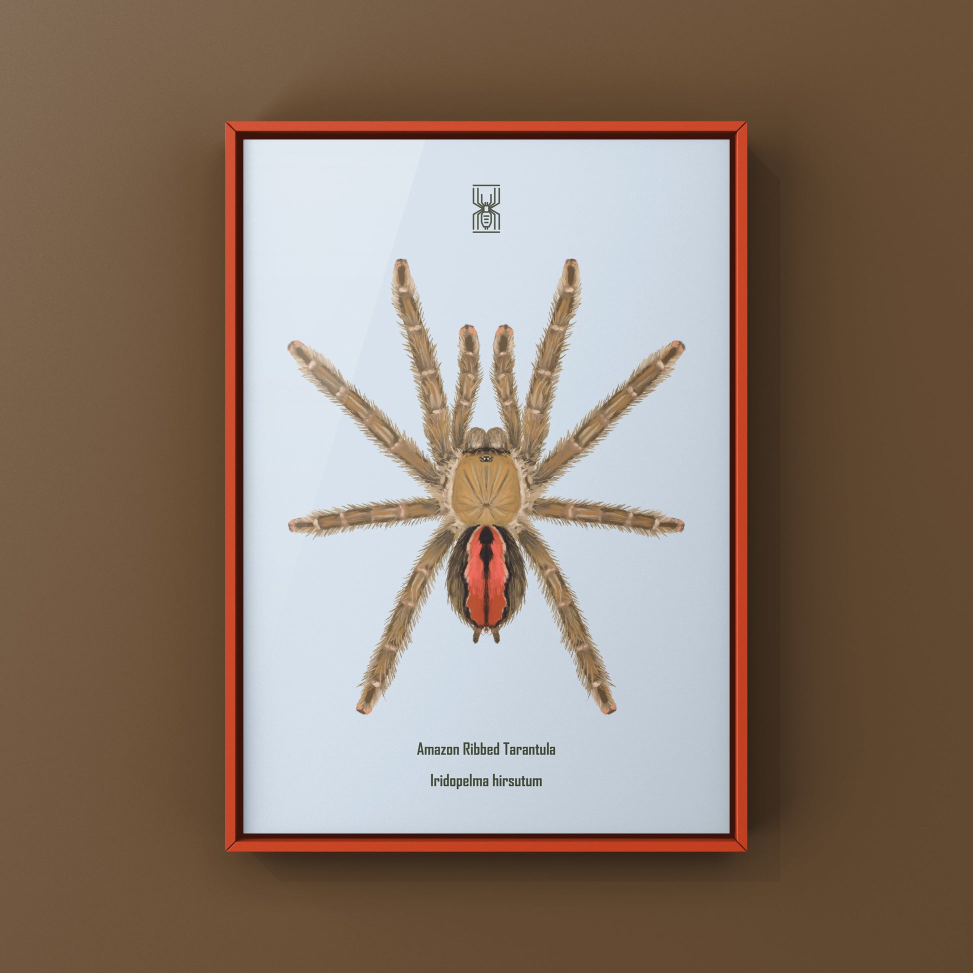 Amazon Ribbed Tarantula (Iridopelma hirsutum) Photographic Art Print from The Silk Ranch