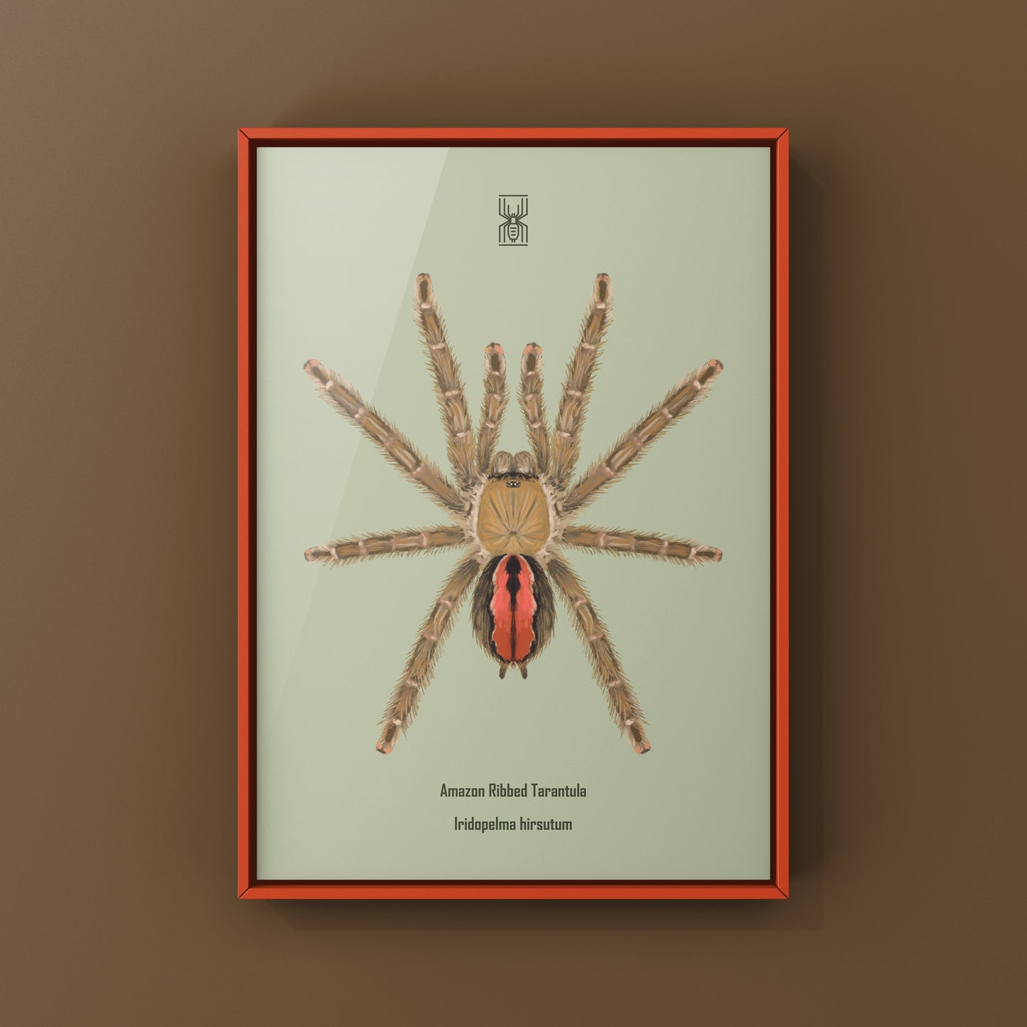 Amazon Ribbed Tarantula (Iridopelma hirsutum) Photographic Art Print from The Silk Ranch