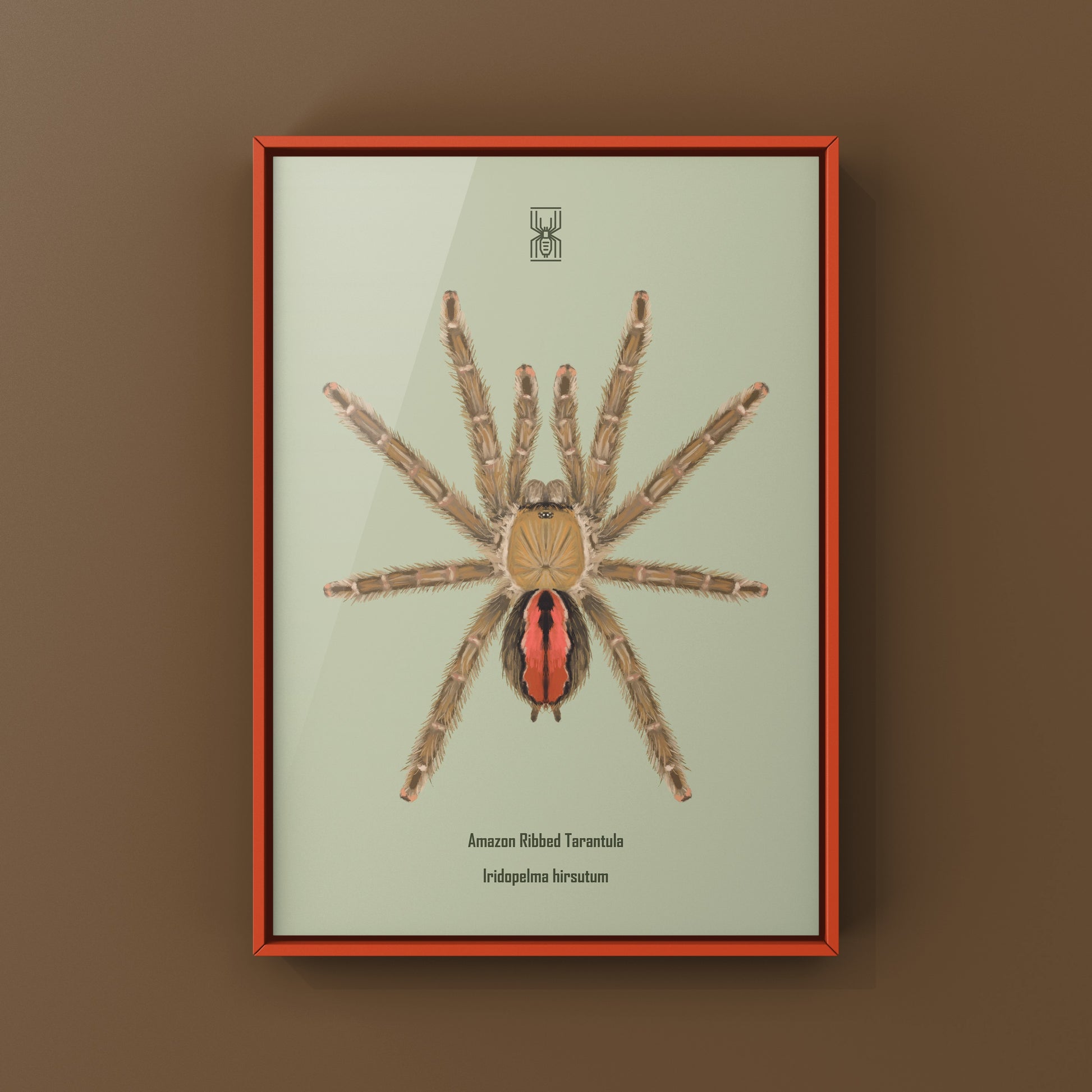 Amazon Ribbed Tarantula (Iridopelma hirsutum) Photographic Art Print from The Silk Ranch