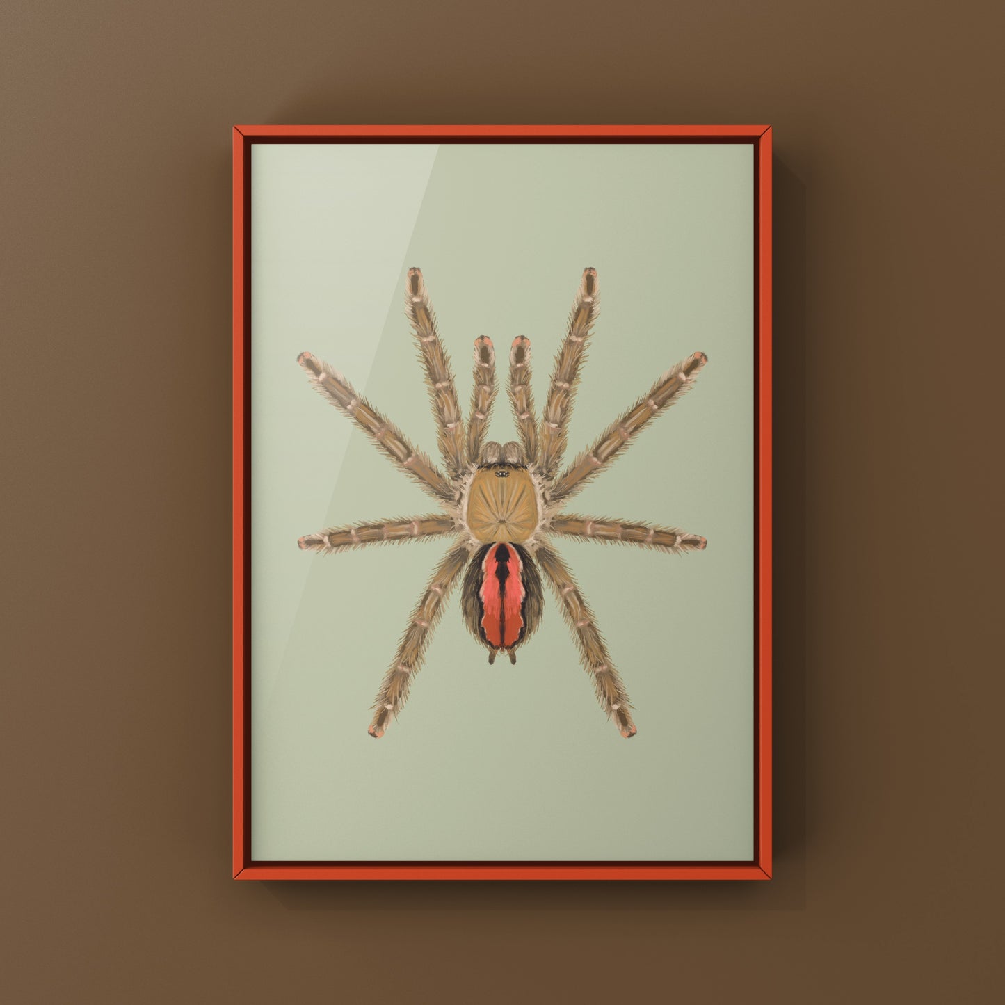 Amazon Ribbed Tarantula (Iridopelma hirsutum) Photographic Art Print from The Silk Ranch