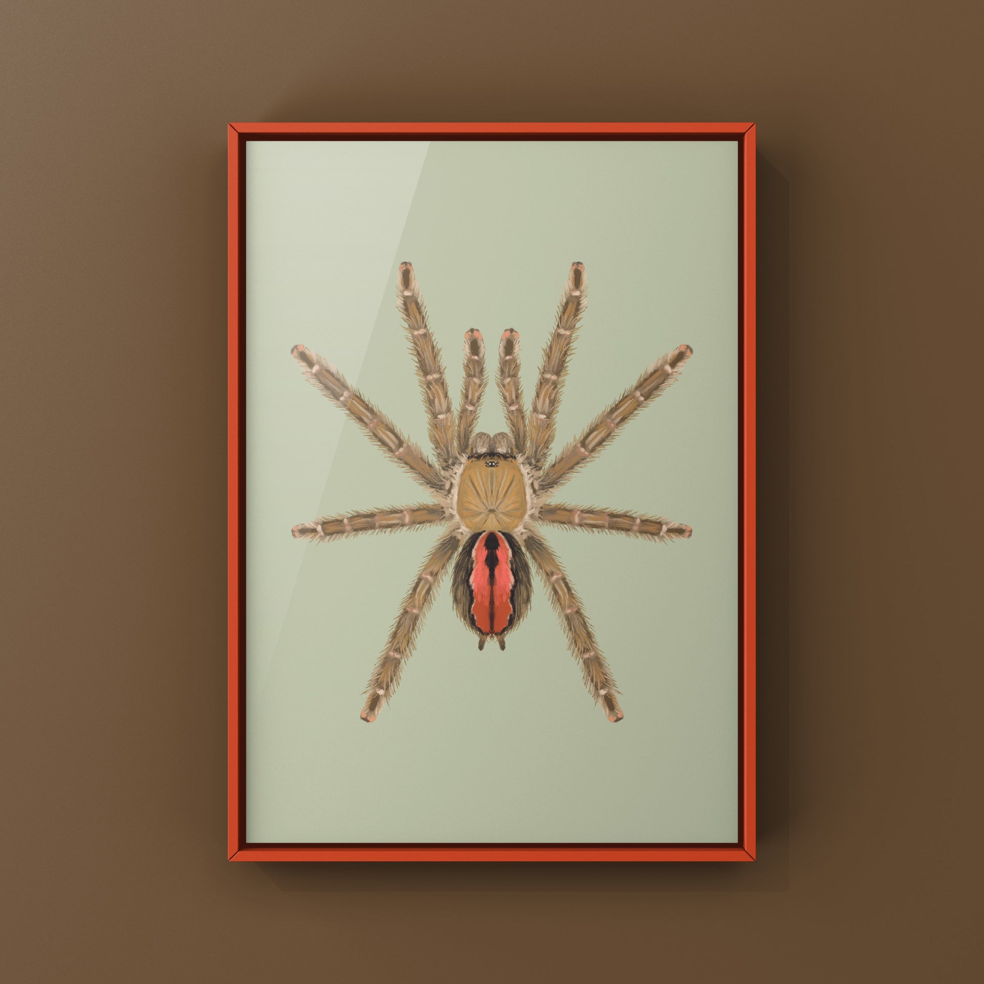Amazon Ribbed Tarantula (Iridopelma hirsutum) Photographic Art Print from The Silk Ranch