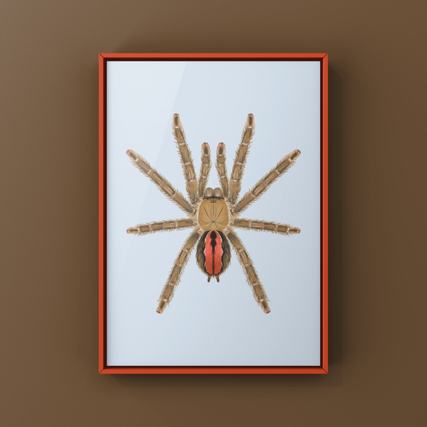 Amazon Ribbed Tarantula (Iridopelma hirsutum) Photographic Art Print from The Silk Ranch