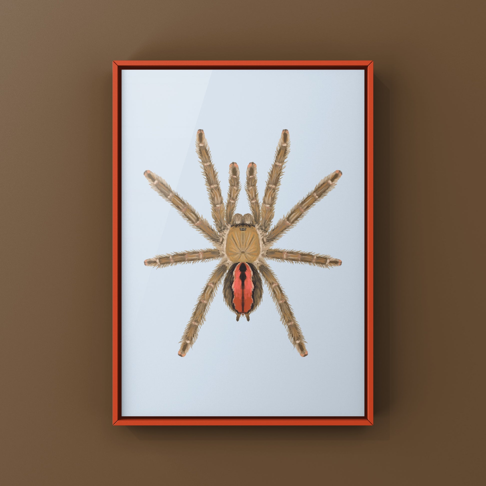 Amazon Ribbed Tarantula (Iridopelma hirsutum) Photographic Art Print from The Silk Ranch