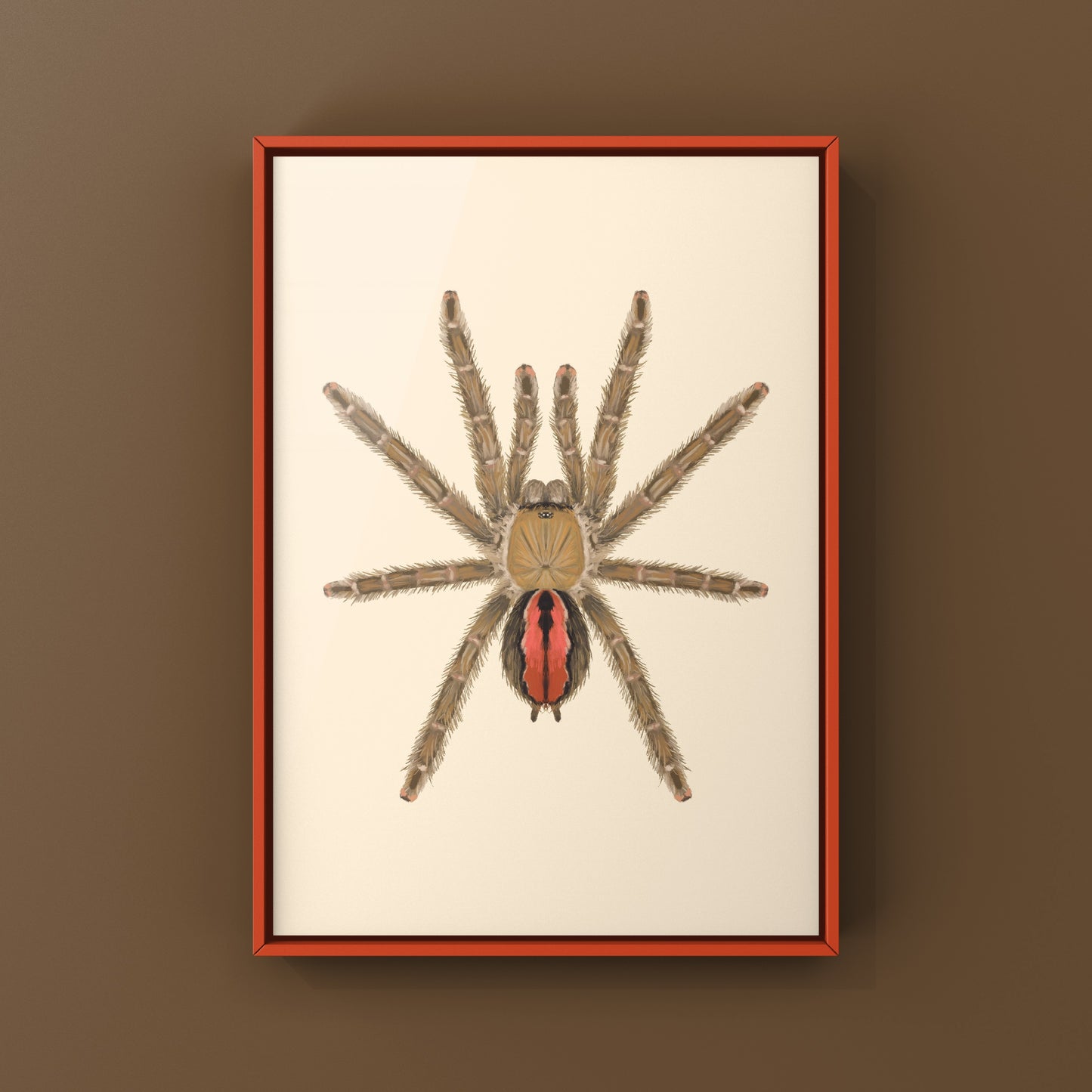 Amazon Ribbed Tarantula (Iridopelma hirsutum) Photographic Art Print from The Silk Ranch