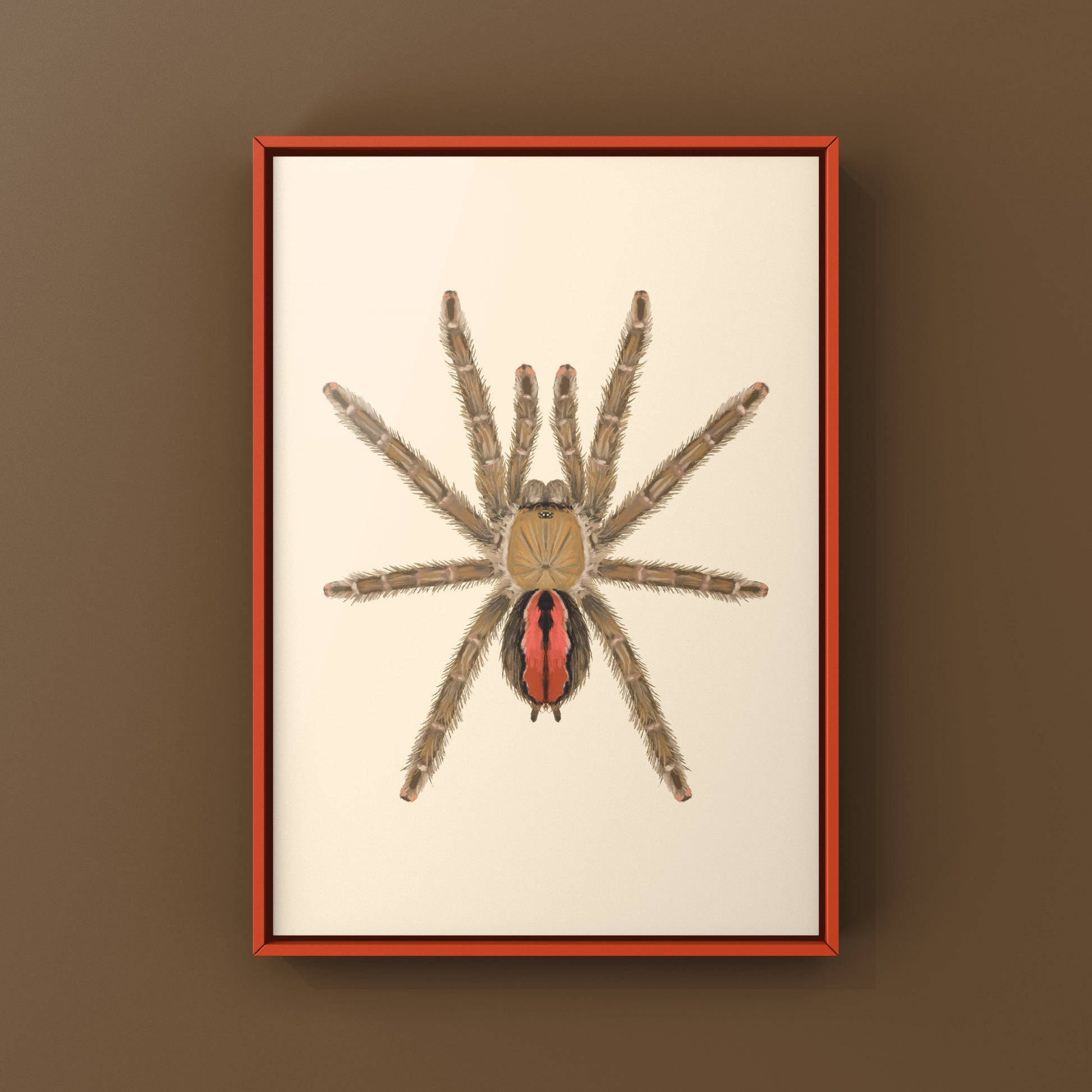 Amazon Ribbed Tarantula (Iridopelma hirsutum) Photographic Art Print from The Silk Ranch