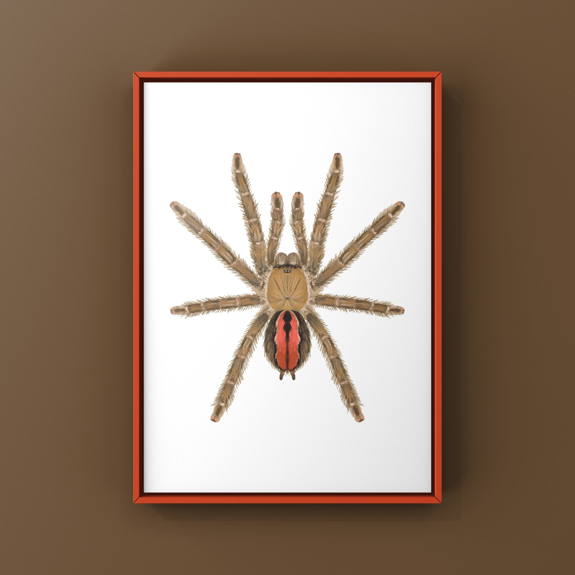 Amazon Ribbed Tarantula (Iridopelma hirsutum) Photographic Art Print from The Silk Ranch
