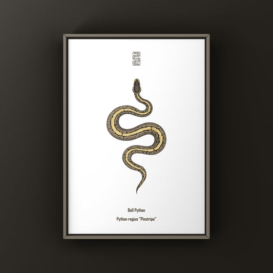 Pinstripe Ball Python Art Print from The Silk Ranch