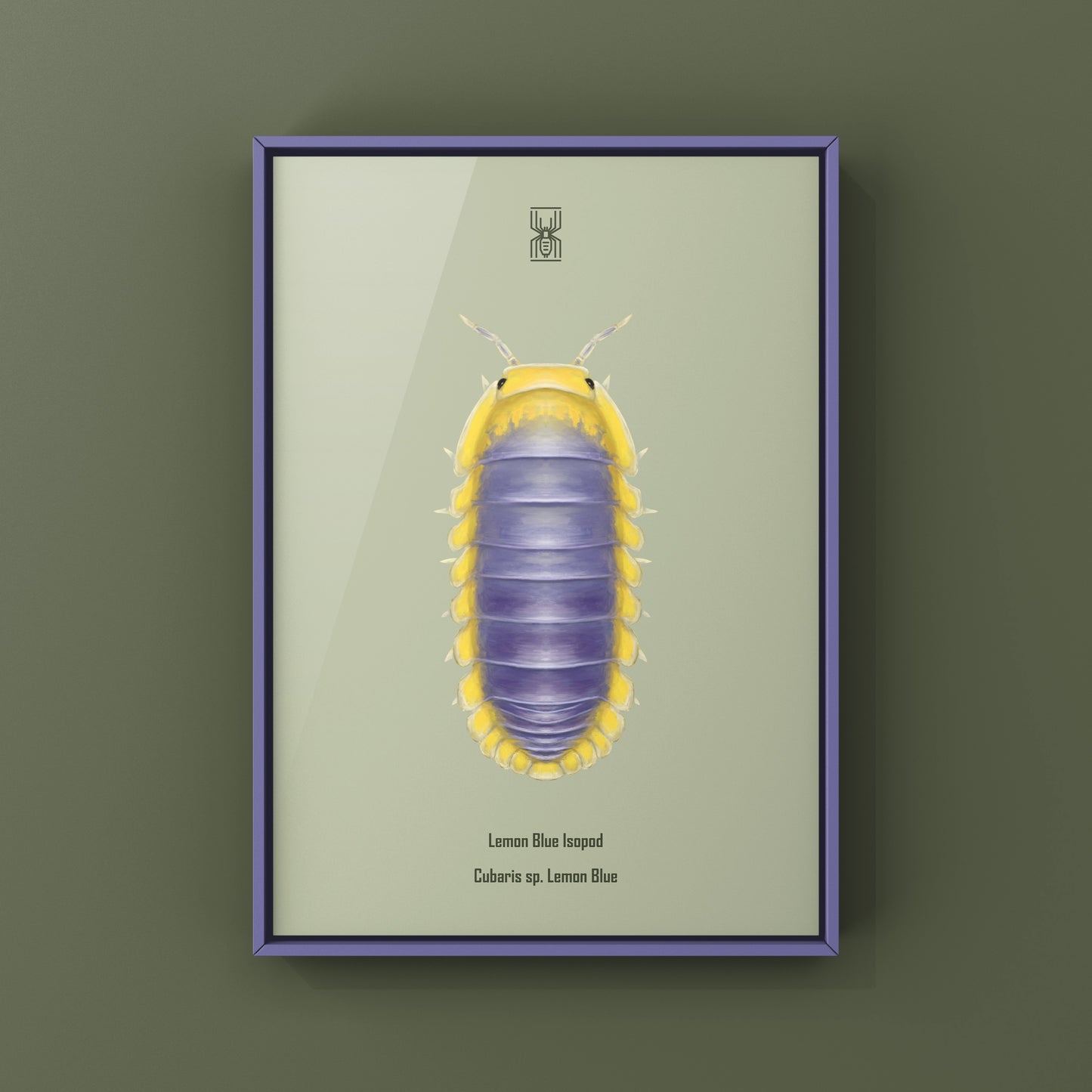 Lemon Blue Isopod (Cubaris sp. Lemon Blue) Photographic Art Print from The Silk Ranch