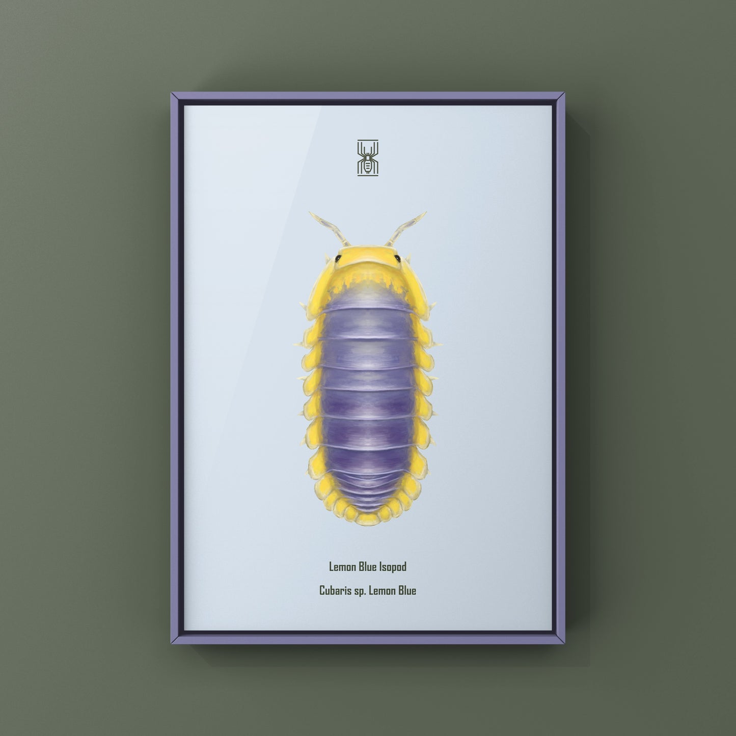 Lemon Blue Isopod (Cubaris sp. Lemon Blue) Photographic Art Print from The Silk Ranch
