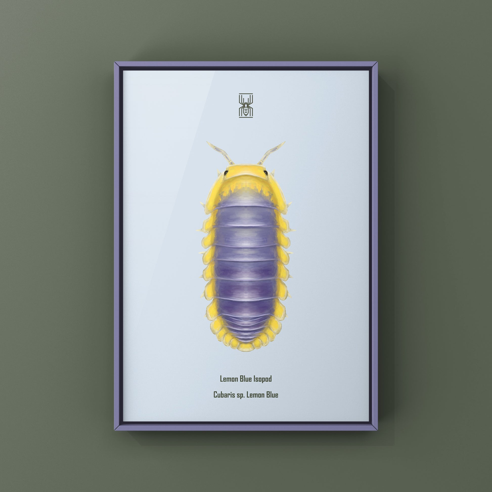 Lemon Blue Isopod (Cubaris sp. Lemon Blue) Photographic Art Print from The Silk Ranch