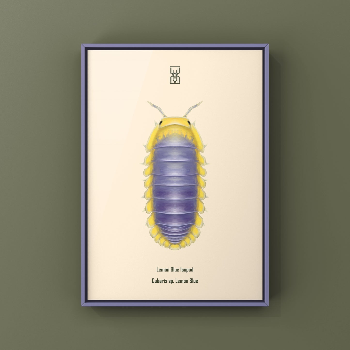 Lemon Blue Isopod (Cubaris sp. Lemon Blue) Photographic Art Print from The Silk Ranch