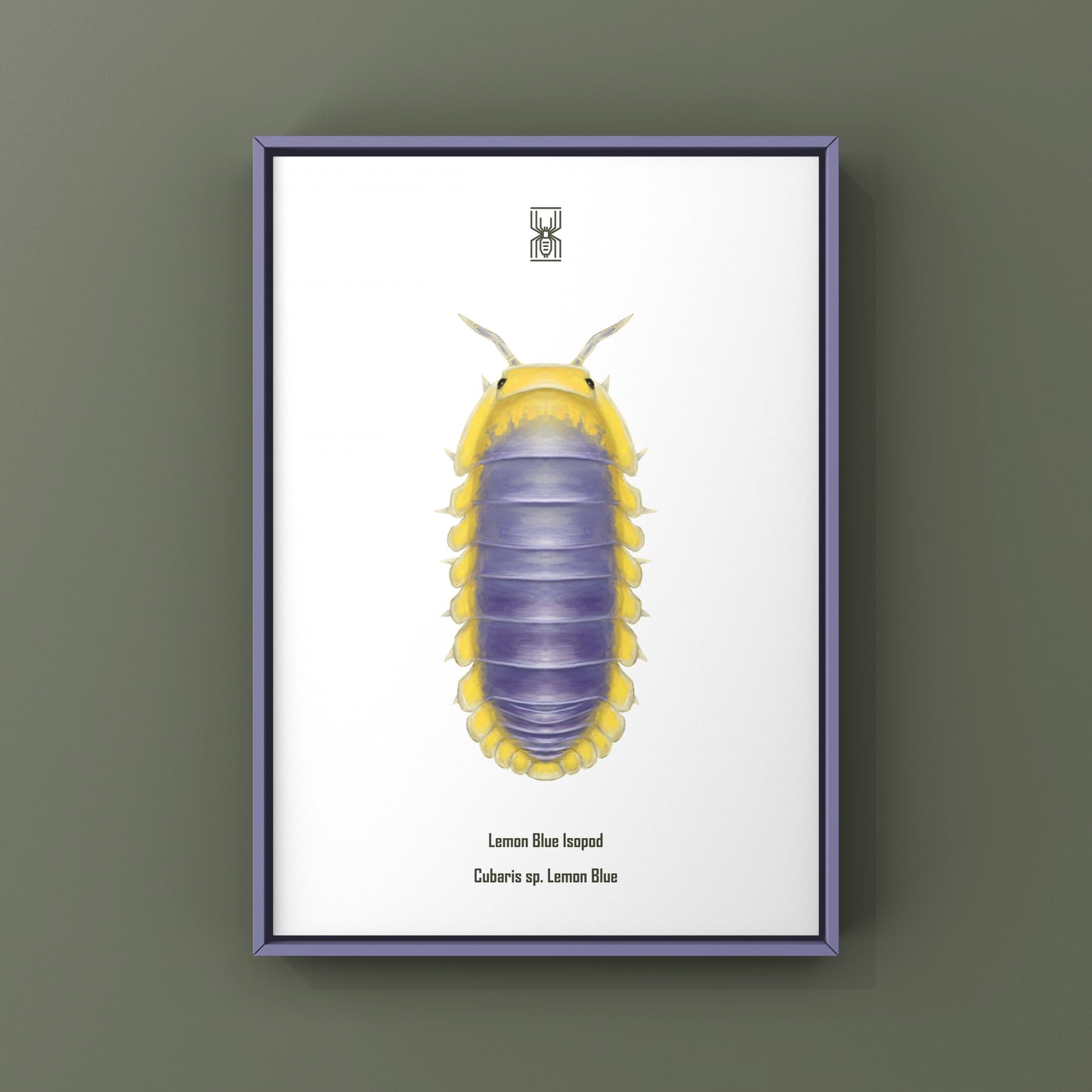 Lemon Blue Isopod (Cubaris sp. Lemon Blue) Photographic Art Print from The Silk Ranch