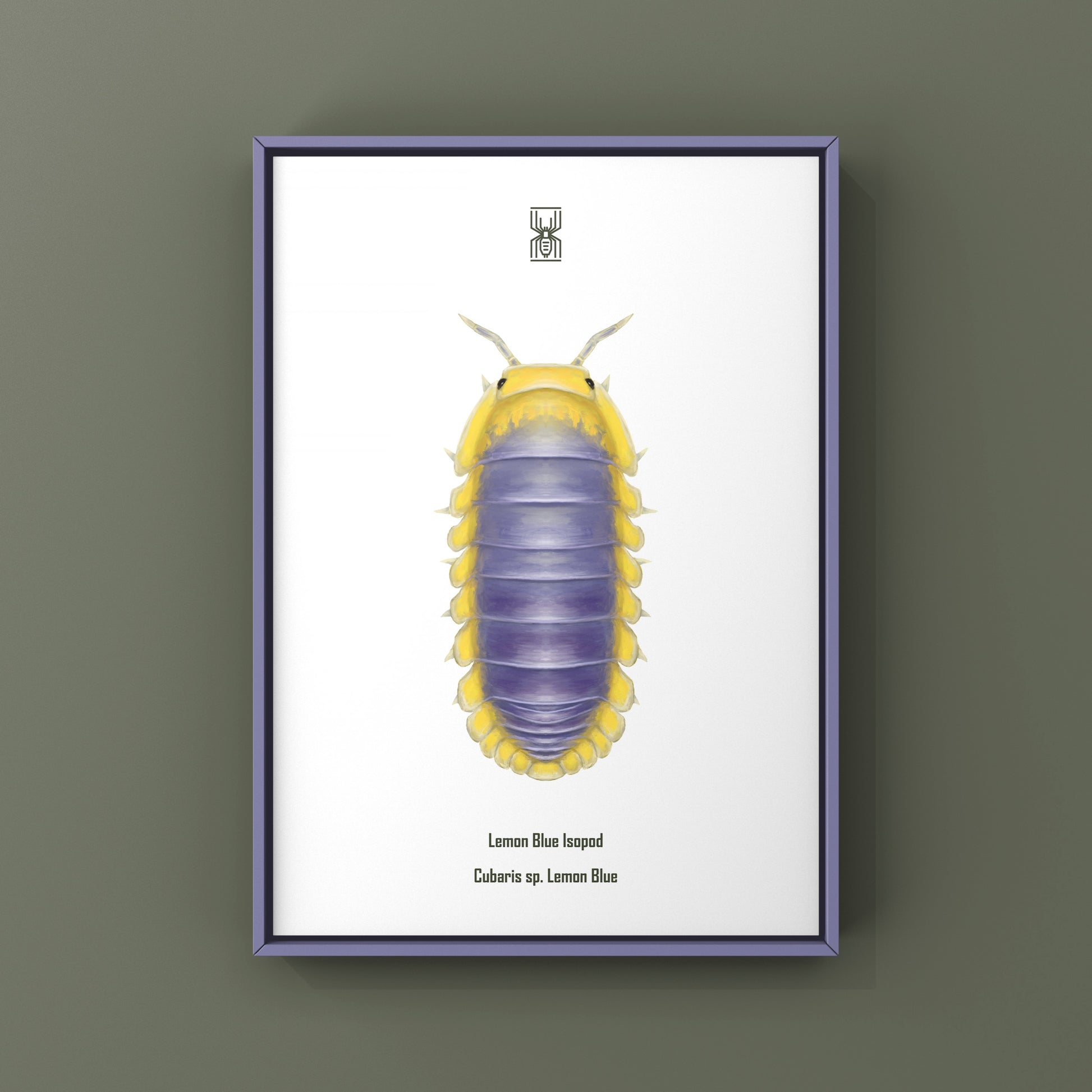 Lemon Blue Isopod (Cubaris sp. Lemon Blue) Photographic Art Print from The Silk Ranch
