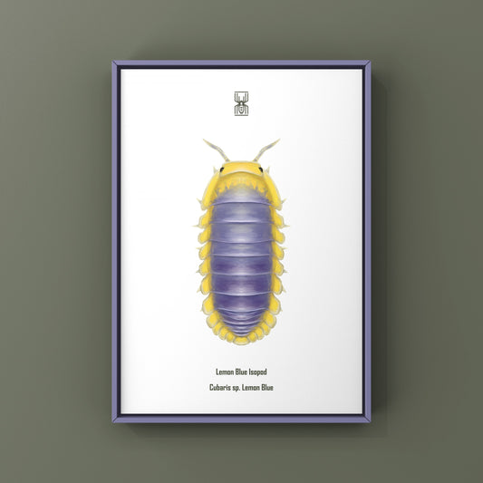 Lemon Blue Isopod (Cubaris sp. Lemon Blue) Photographic Art Print from The Silk Ranch