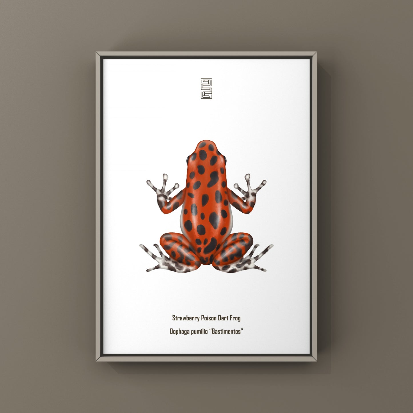 Bastimentos Strawberry Poison Dart Frog (Oophaga pumilio) Photographic Art Print from The Silk Ranch