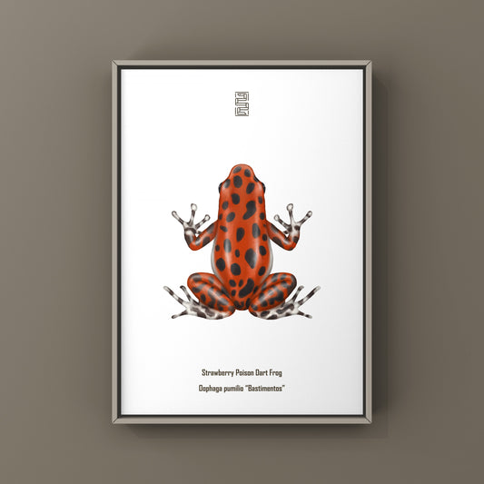 Bastimentos Strawberry Poison Dart Frog (Oophaga pumilio) Photographic Art Print from The Silk Ranch