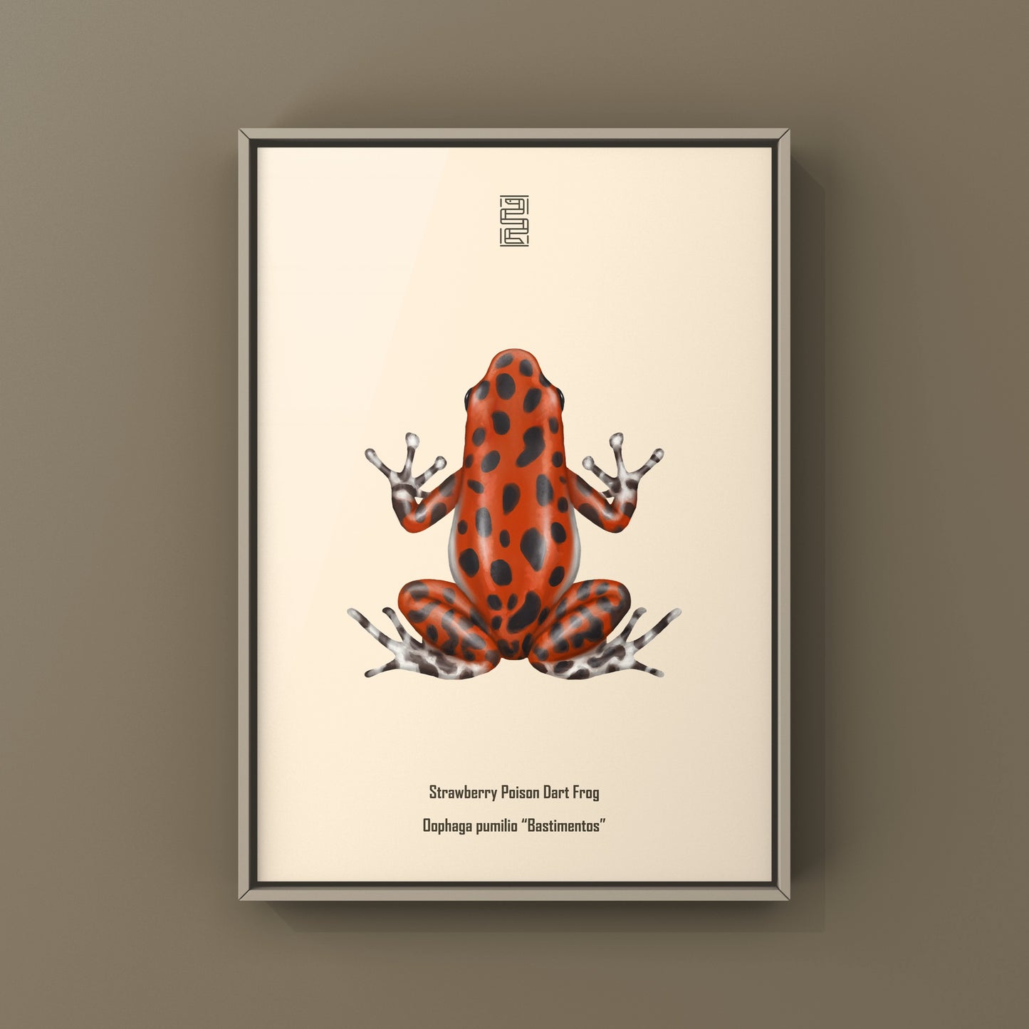 Bastimentos Strawberry Poison Dart Frog (Oophaga pumilio) Photographic Art Print from The Silk Ranch