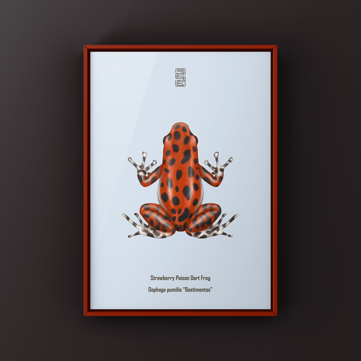 Bastimentos Strawberry Poison Dart Frog (Oophaga pumilio) Photographic Art Print from The Silk Ranch