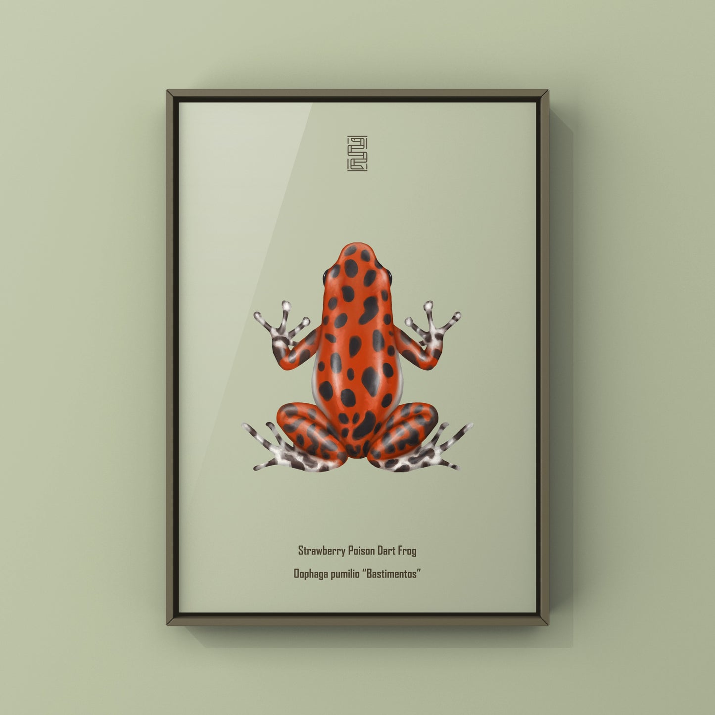 Bastimentos Strawberry Poison Dart Frog (Oophaga pumilio) Photographic Art Print from The Silk Ranch