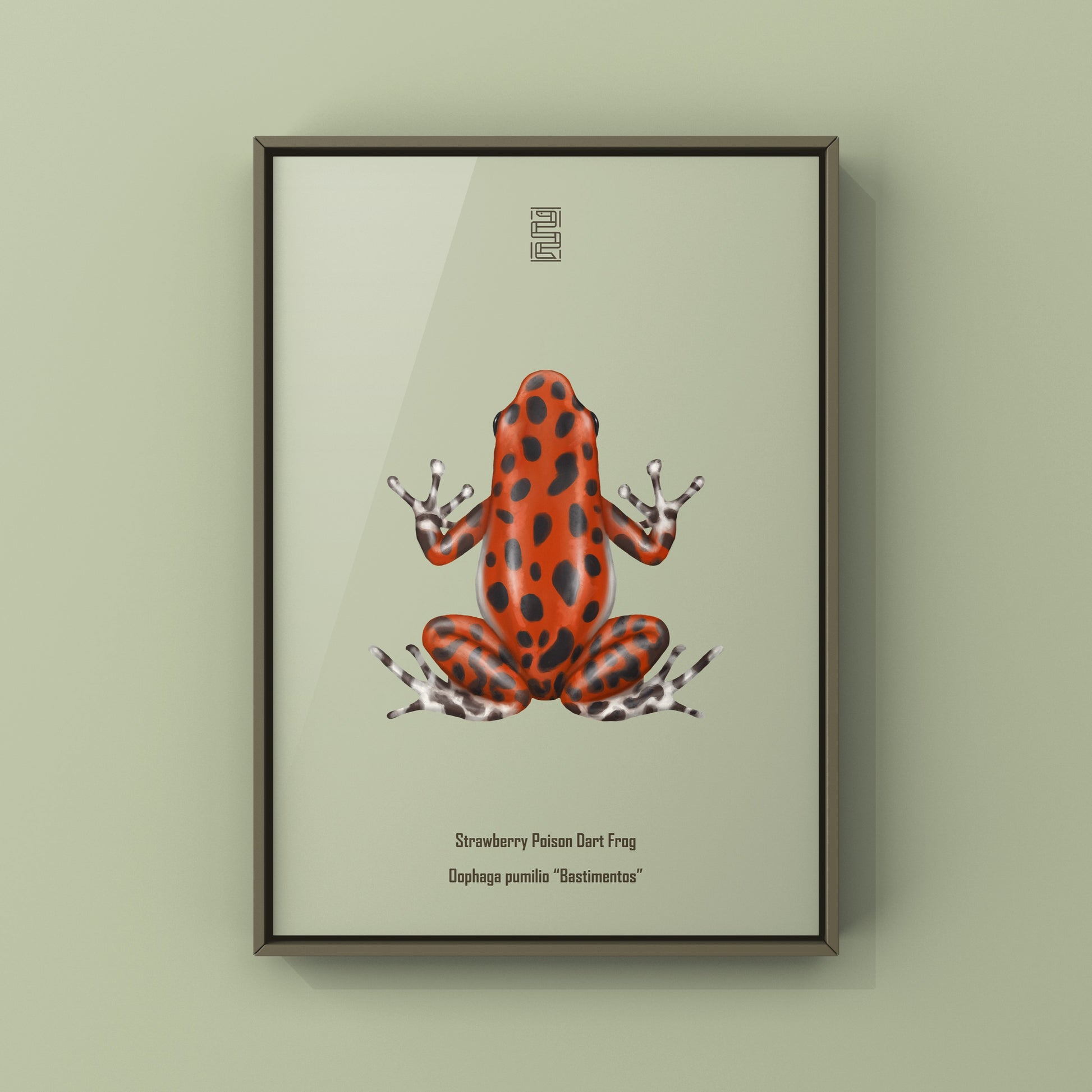 Bastimentos Strawberry Poison Dart Frog (Oophaga pumilio) Photographic Art Print from The Silk Ranch