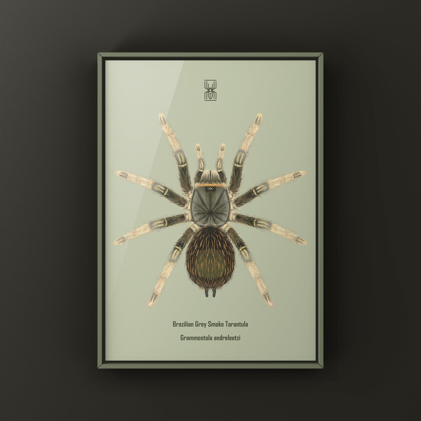 Brazilian Grey Smoke Tarantula (Grammostola andreleetzi) Photographic Art Print from The Silk Ranch