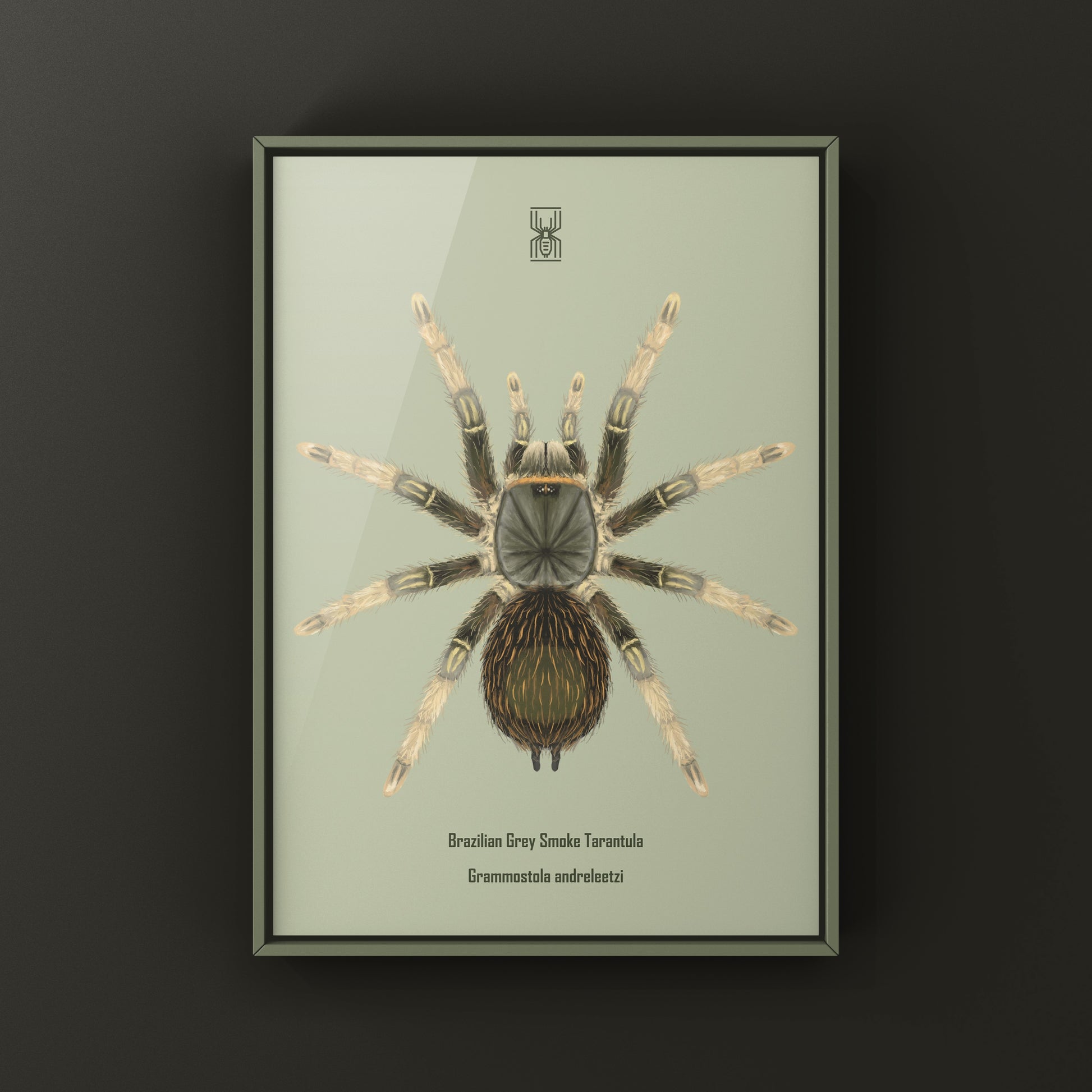 Brazilian Grey Smoke Tarantula (Grammostola andreleetzi) Photographic Art Print from The Silk Ranch