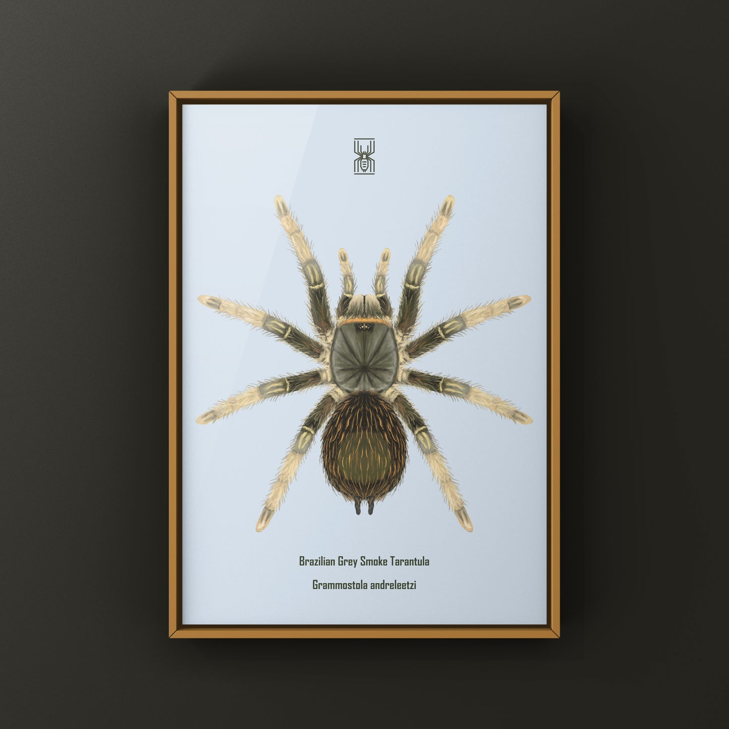 Brazilian Grey Smoke Tarantula (Grammostola andreleetzi) Photographic Art Print from The Silk Ranch