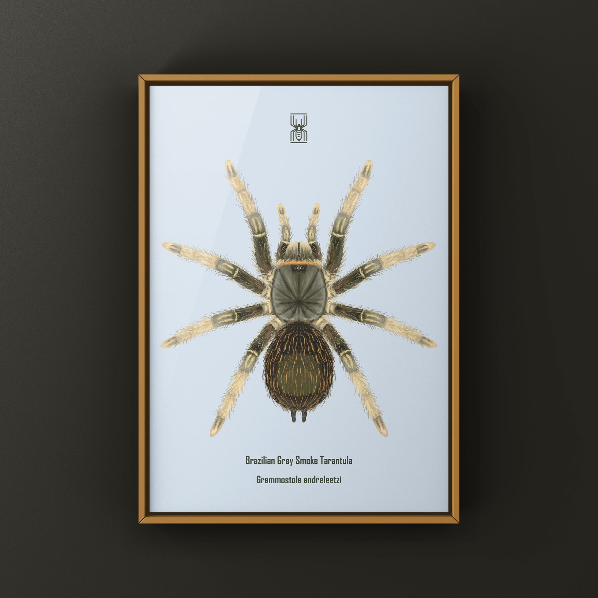 Brazilian Grey Smoke Tarantula (Grammostola andreleetzi) Photographic Art Print from The Silk Ranch