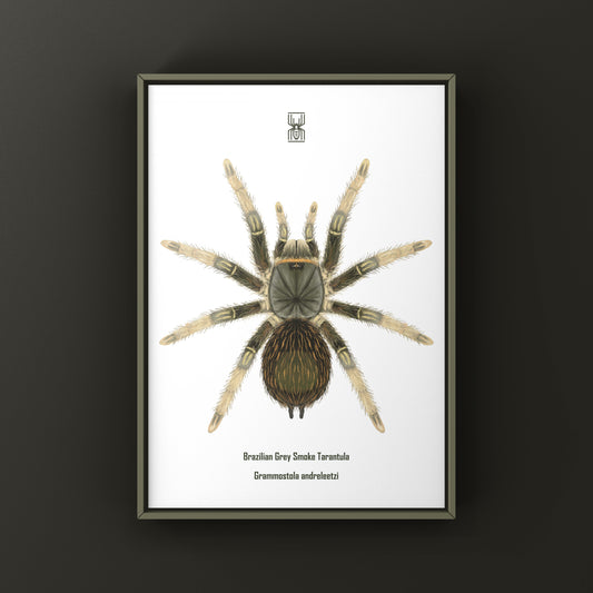 Brazilian Grey Smoke Tarantula (Grammostola andreleetzi) Photographic Art Print from The Silk Ranch