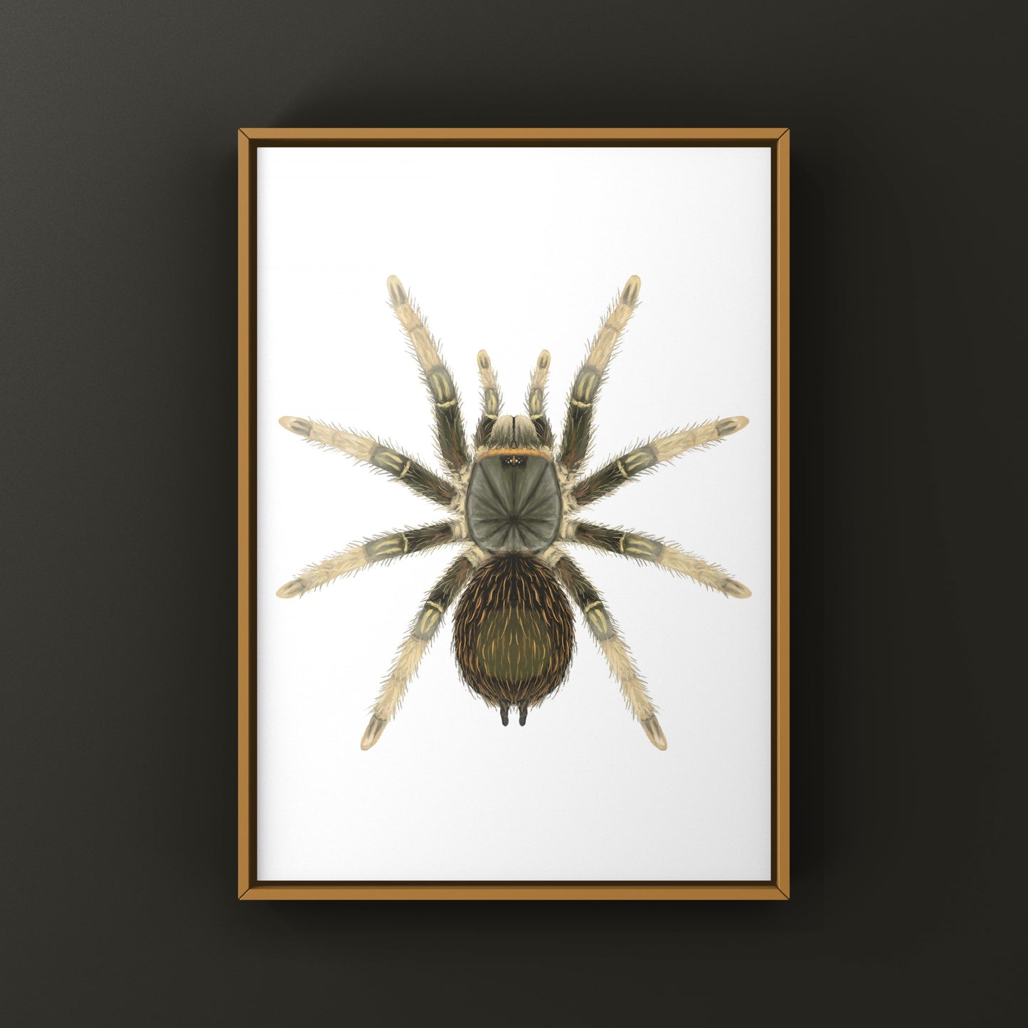 Brazilian Grey Smoke Tarantula (Grammostola andreleetzi) Photographic Art Print from The Silk Ranch