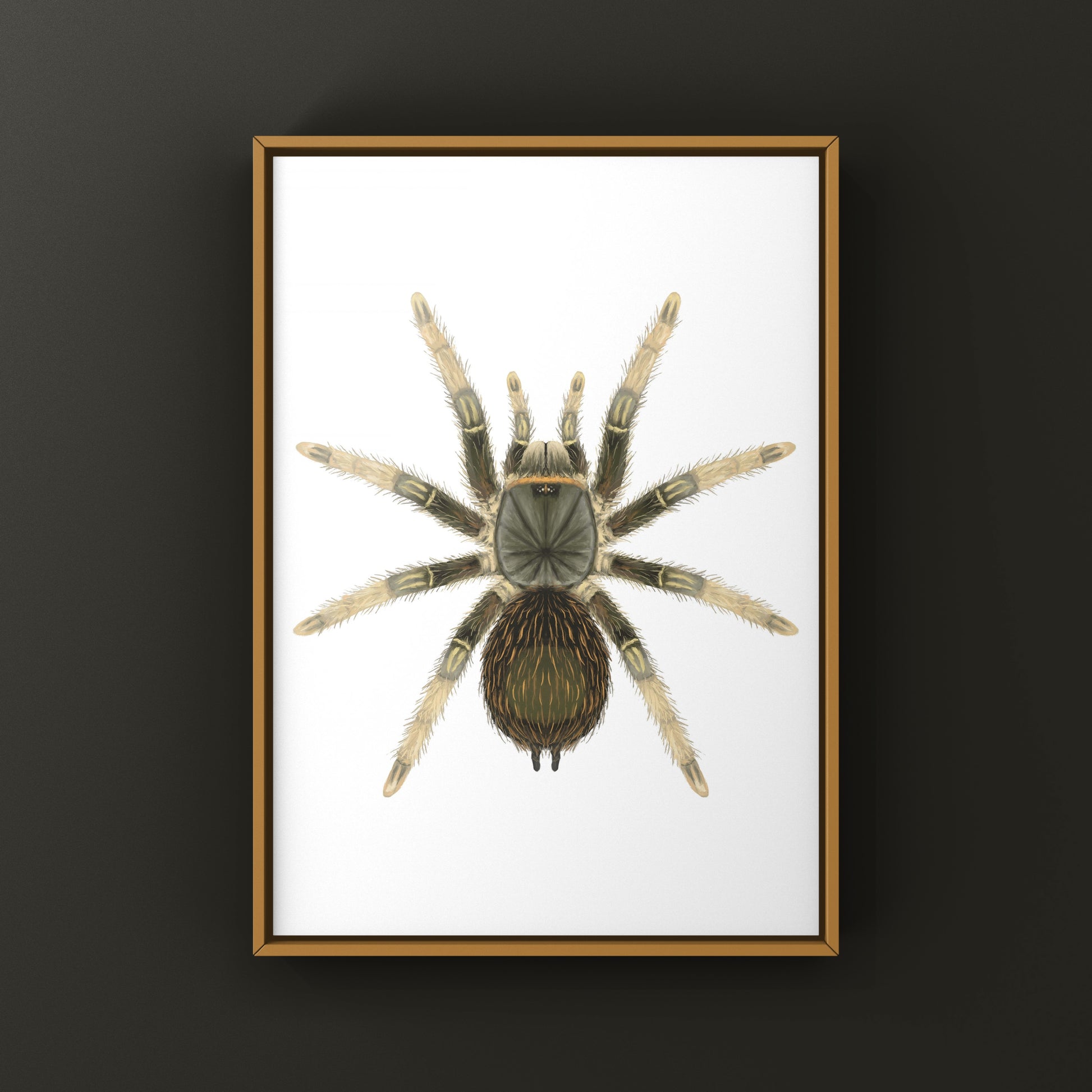 Brazilian Grey Smoke Tarantula (Grammostola andreleetzi) Photographic Art Print from The Silk Ranch