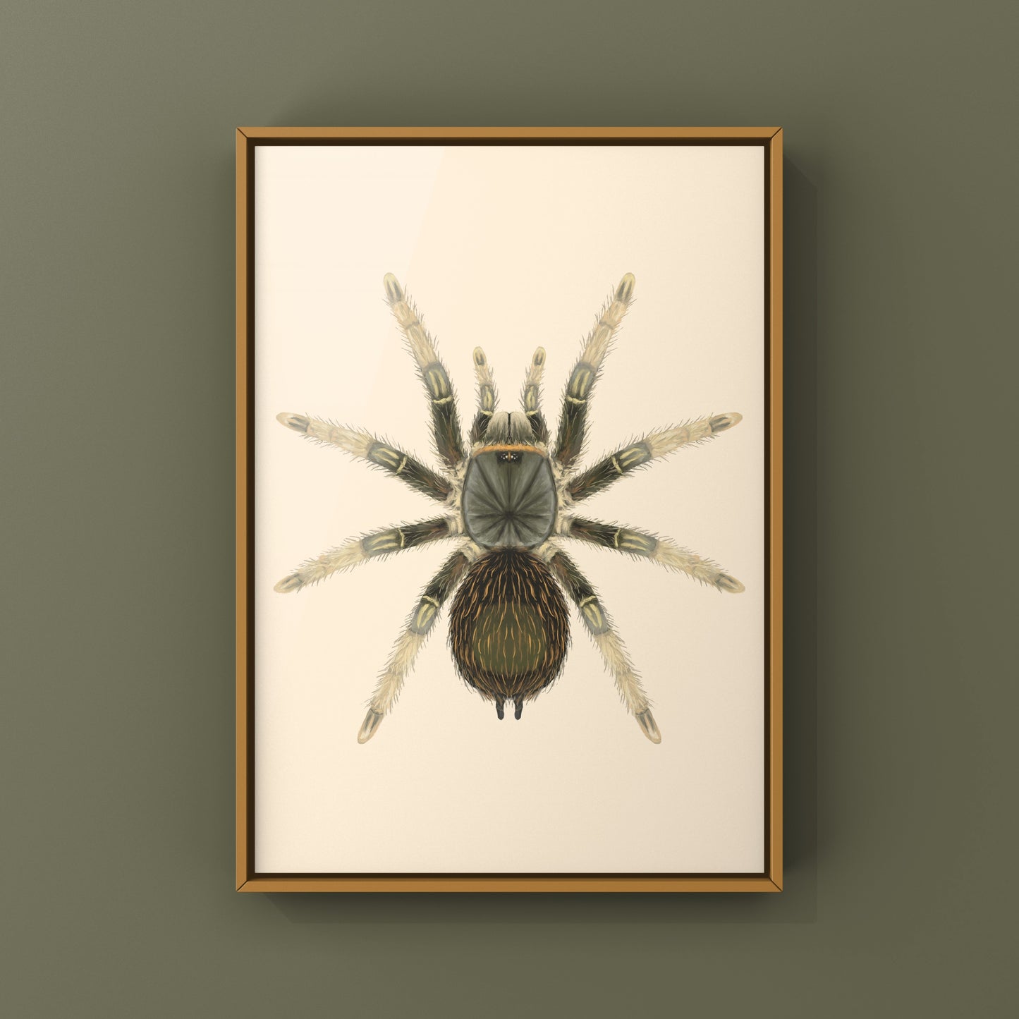 Brazilian Grey Smoke Tarantula (Grammostola andreleetzi) Photographic Art Print from The Silk Ranch