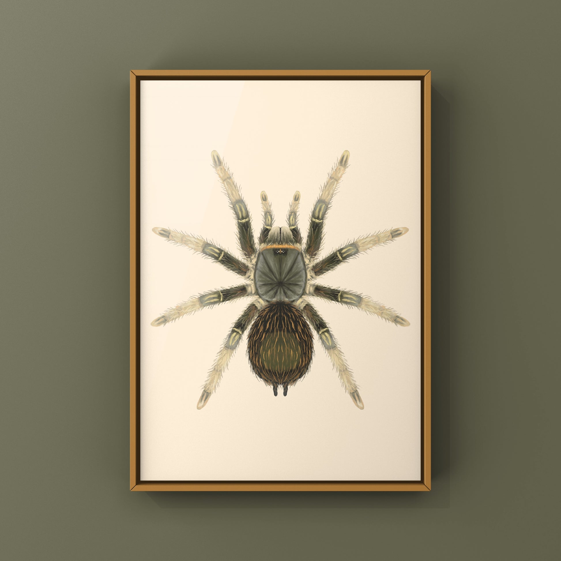 Brazilian Grey Smoke Tarantula (Grammostola andreleetzi) Photographic Art Print from The Silk Ranch