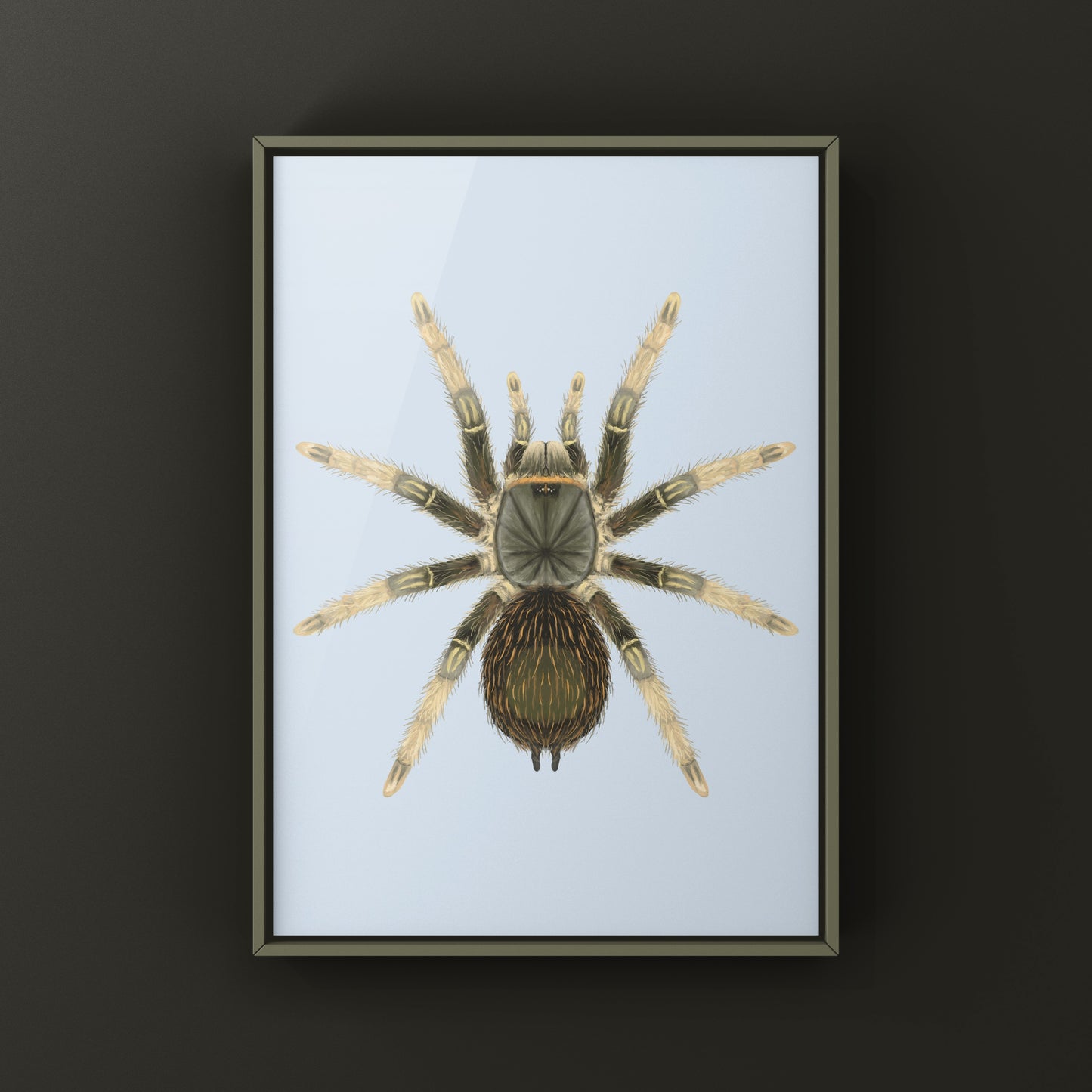 Brazilian Grey Smoke Tarantula (Grammostola andreleetzi) Photographic Art Print from The Silk Ranch