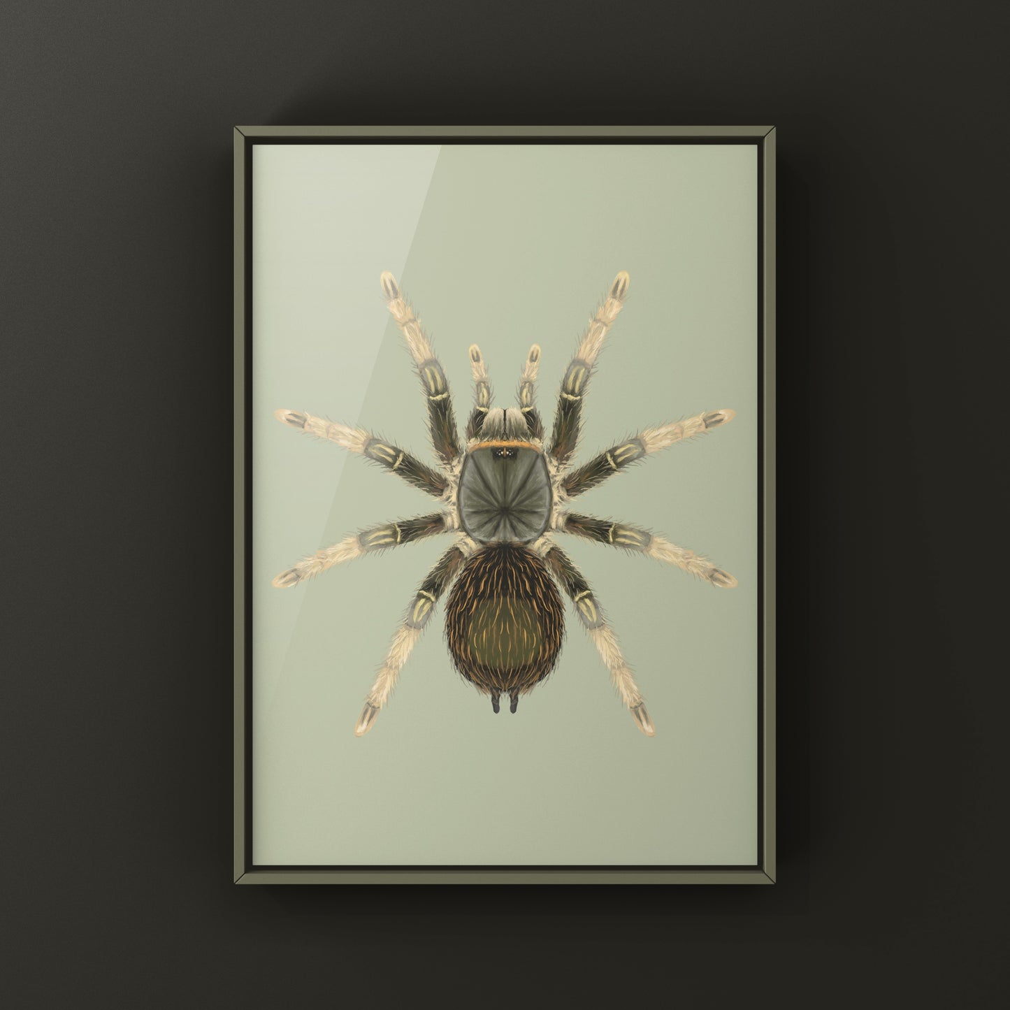 Brazilian Grey Smoke Tarantula (Grammostola andreleetzi) Photographic Art Print from The Silk Ranch