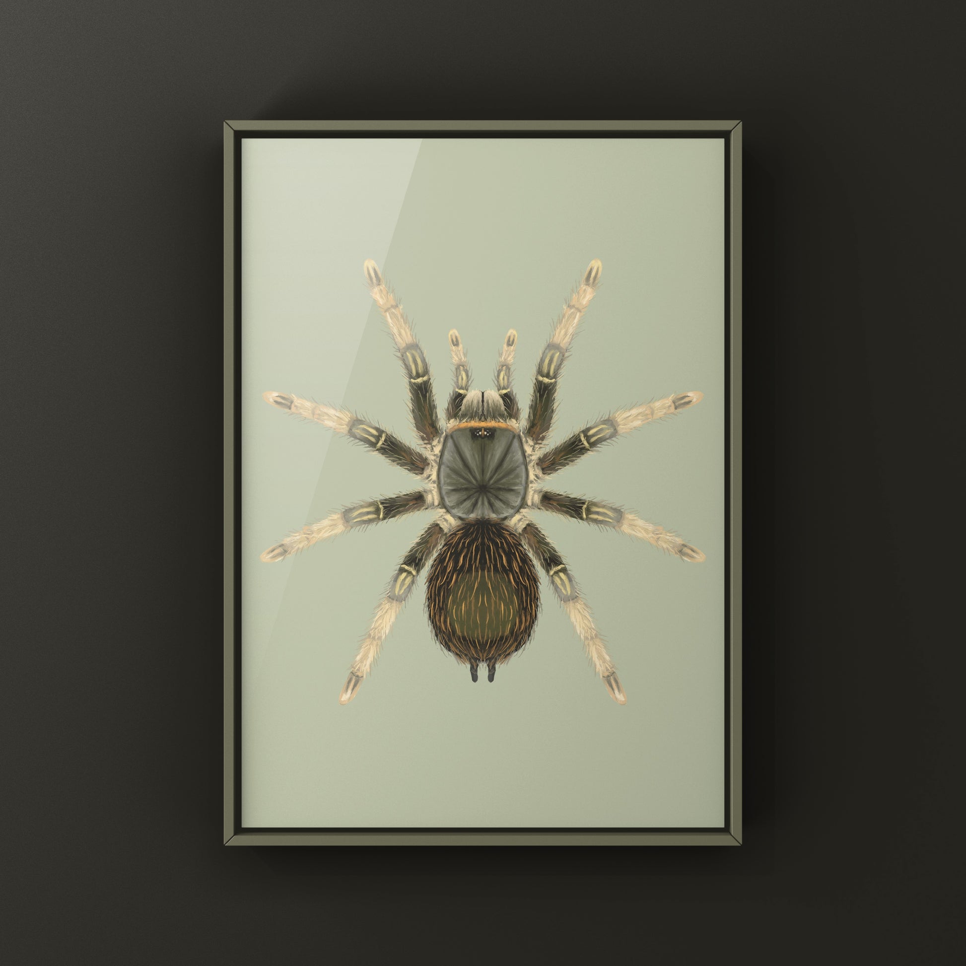 Brazilian Grey Smoke Tarantula (Grammostola andreleetzi) Photographic Art Print from The Silk Ranch