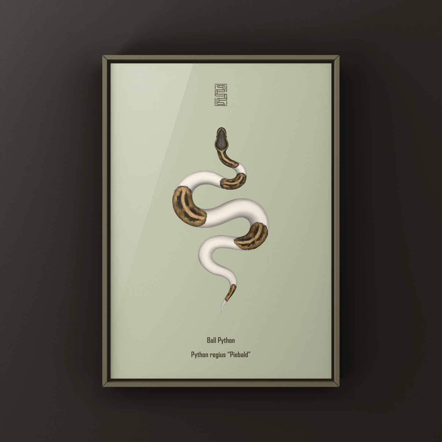 Pied Ball Python Art Print from The Silk Ranch