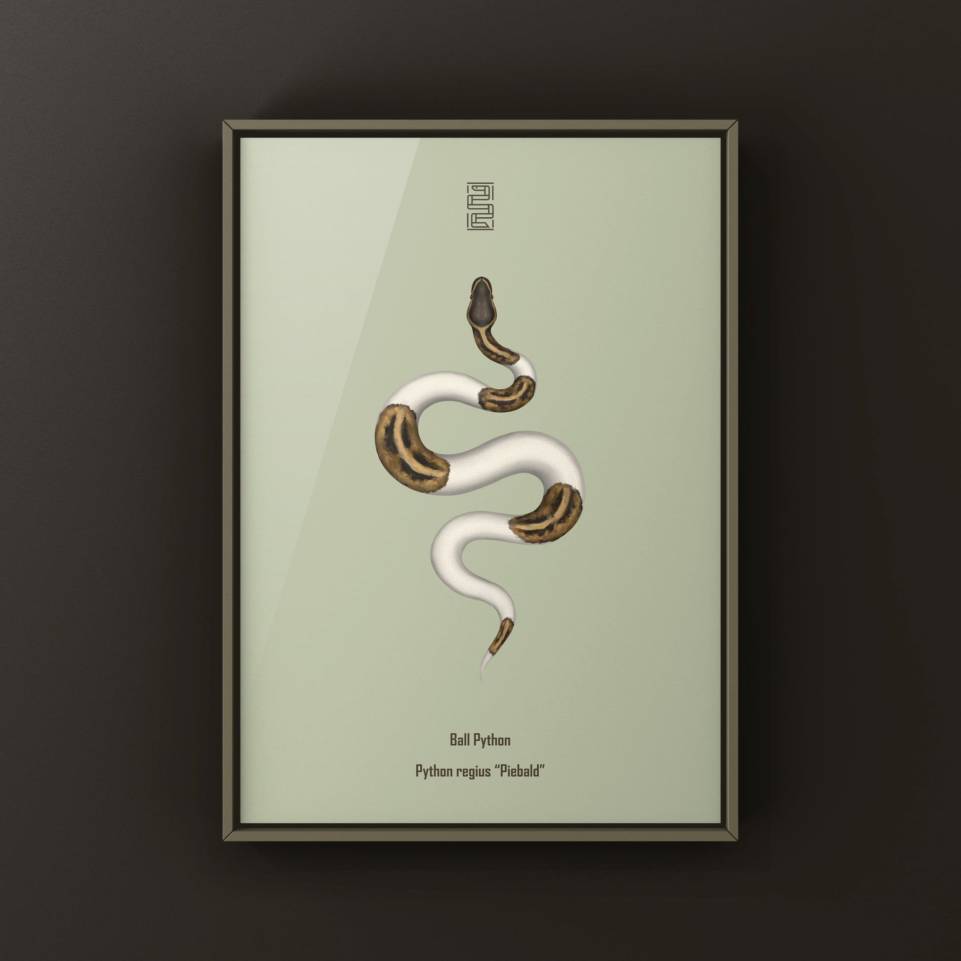 Pied Ball Python Art Print from The Silk Ranch